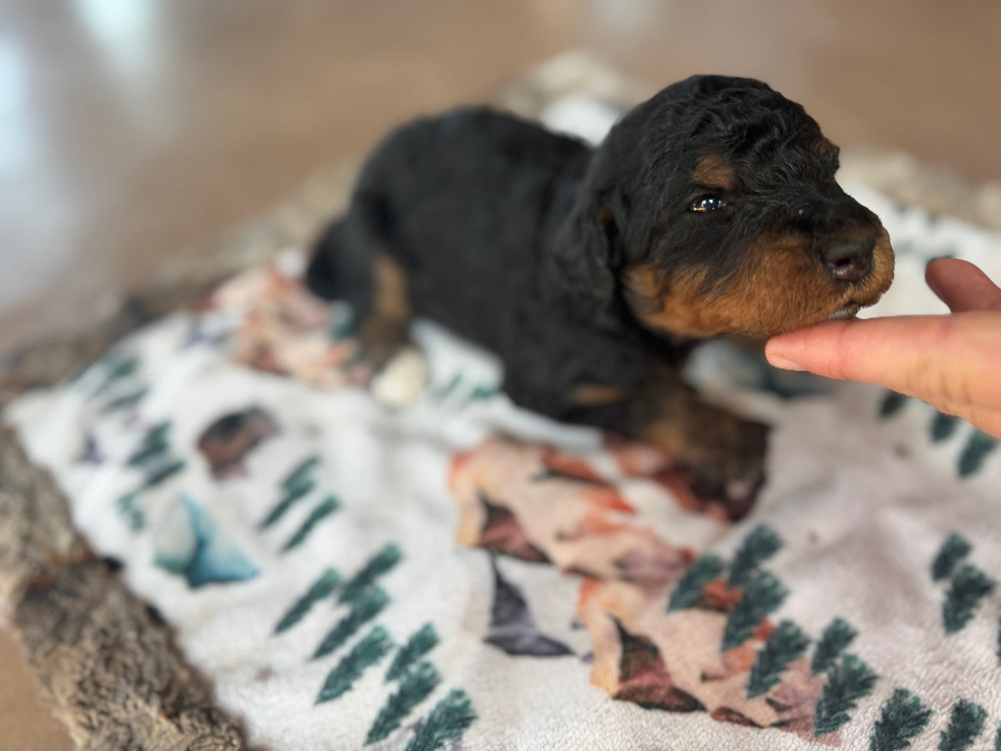 F1B Mini Bernedoodle (male) "Gravy”
