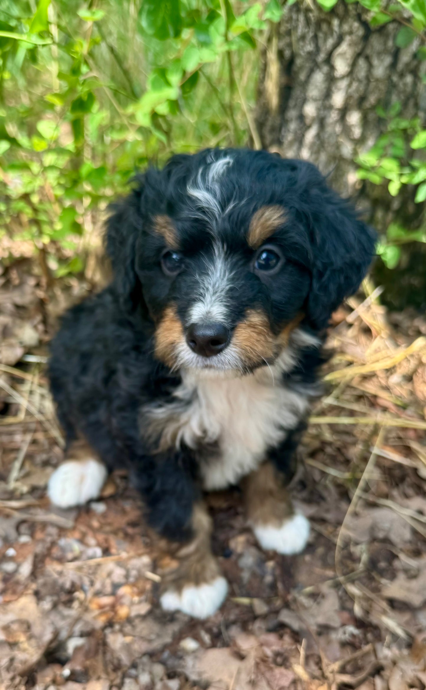 F1 mini Bernedoodle (male) “Ryan Bingham"