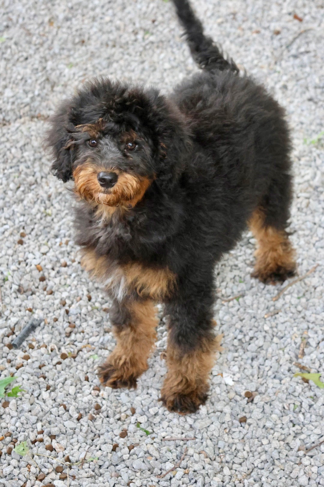 F1B Mini Bernedoodle (female) "Fiona”