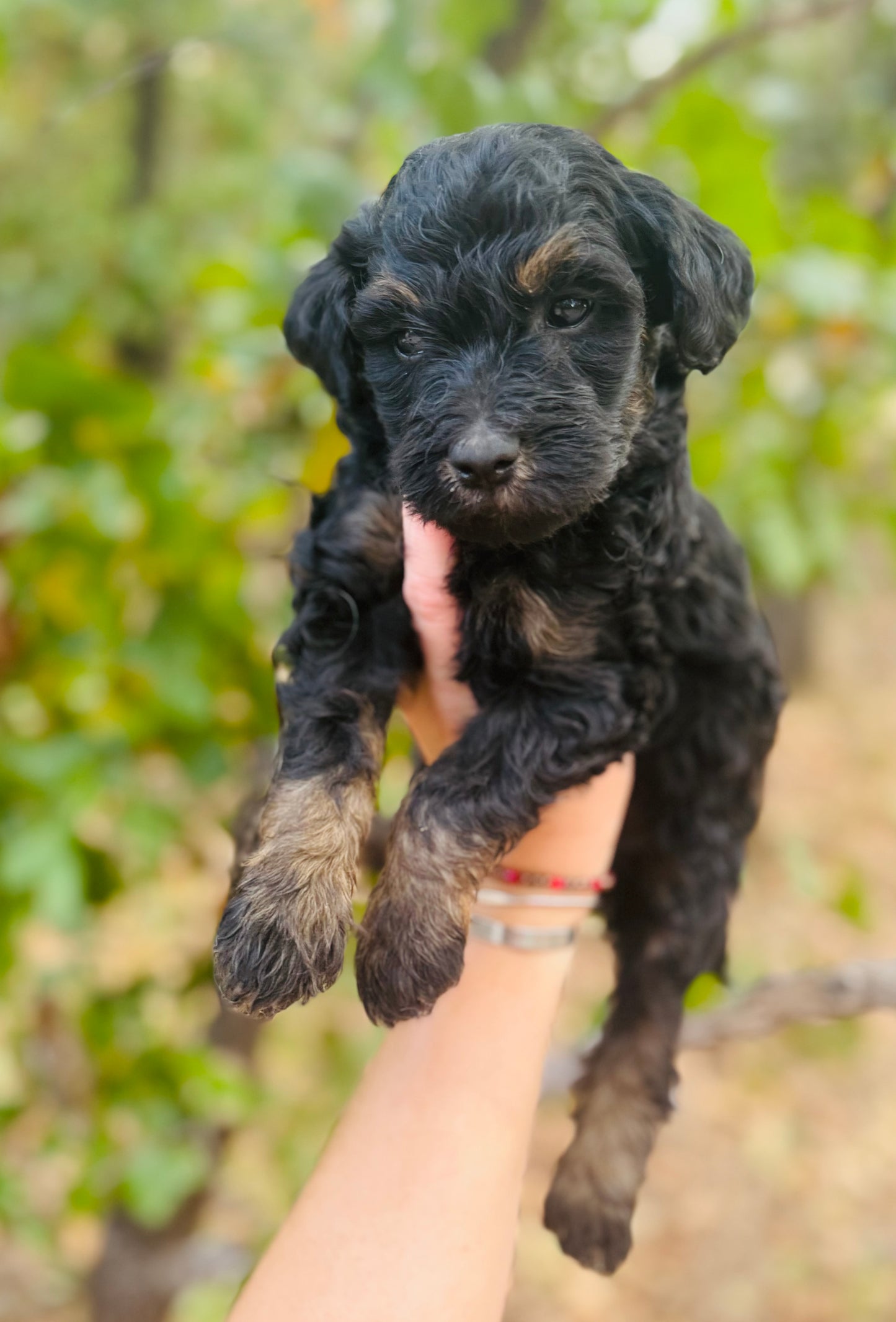 F1B Mini Bernedoodle (female) "Cranberry”