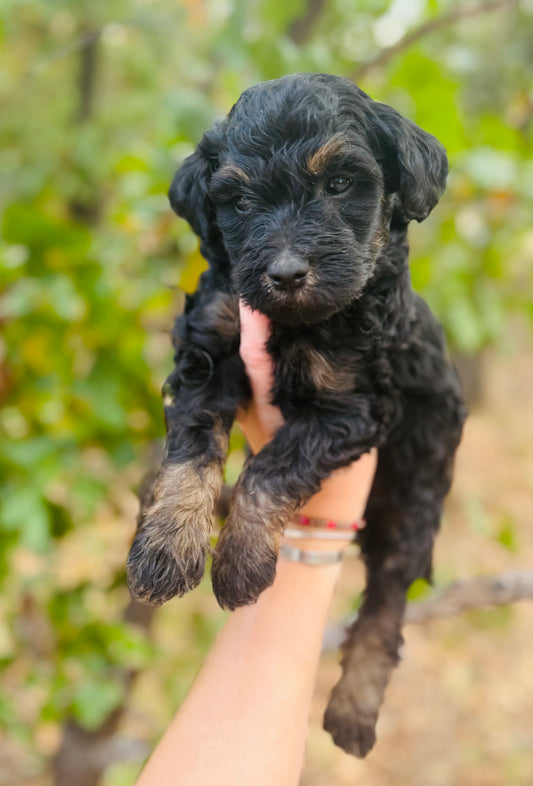 F1B Mini Bernedoodle (female) "Cranberry”