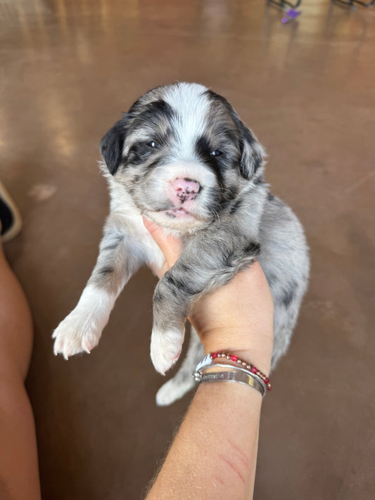 F1B Mini Bernedoodle (female) “Gypsie”