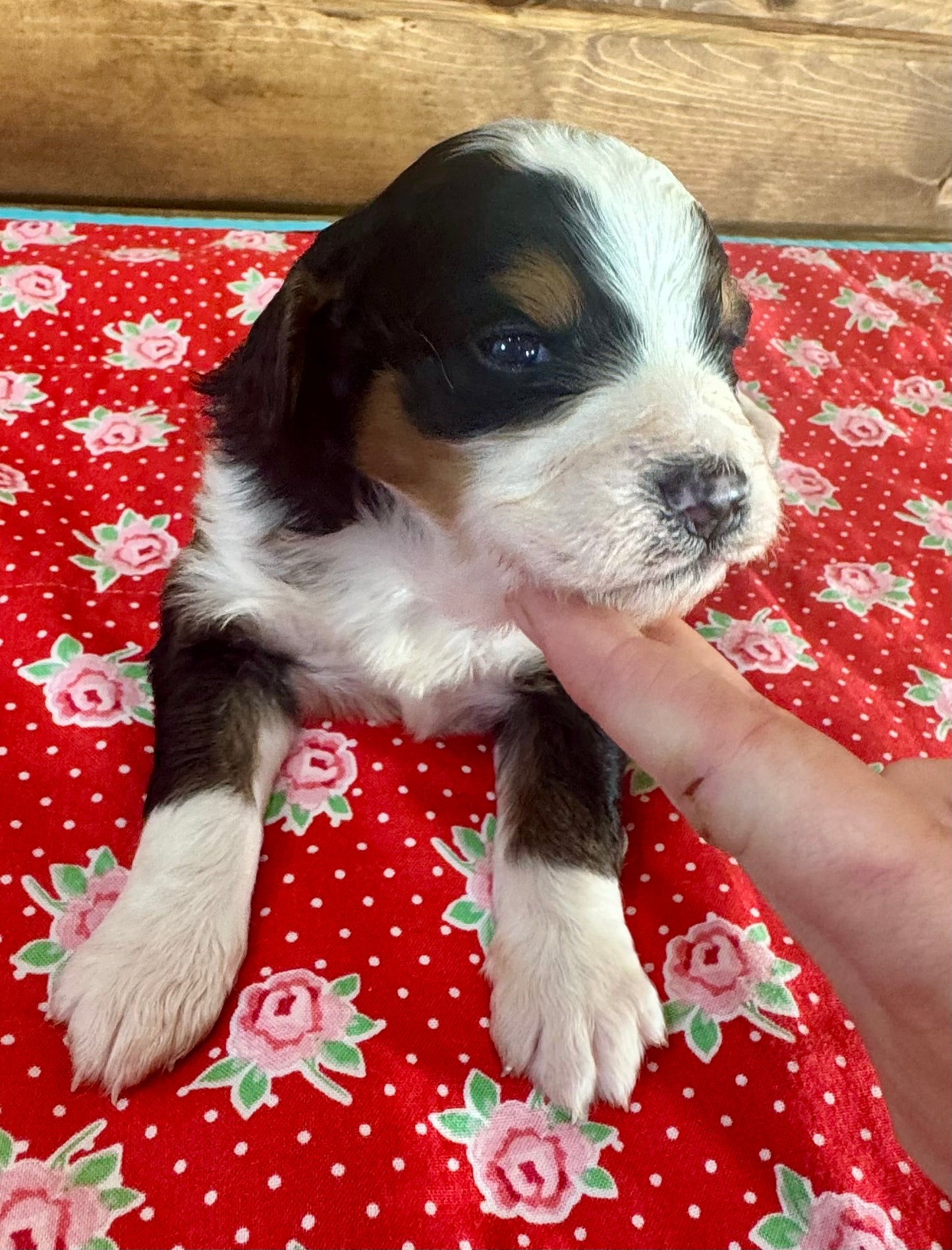 F1 Standard Bernedoodle (male) “Ace”