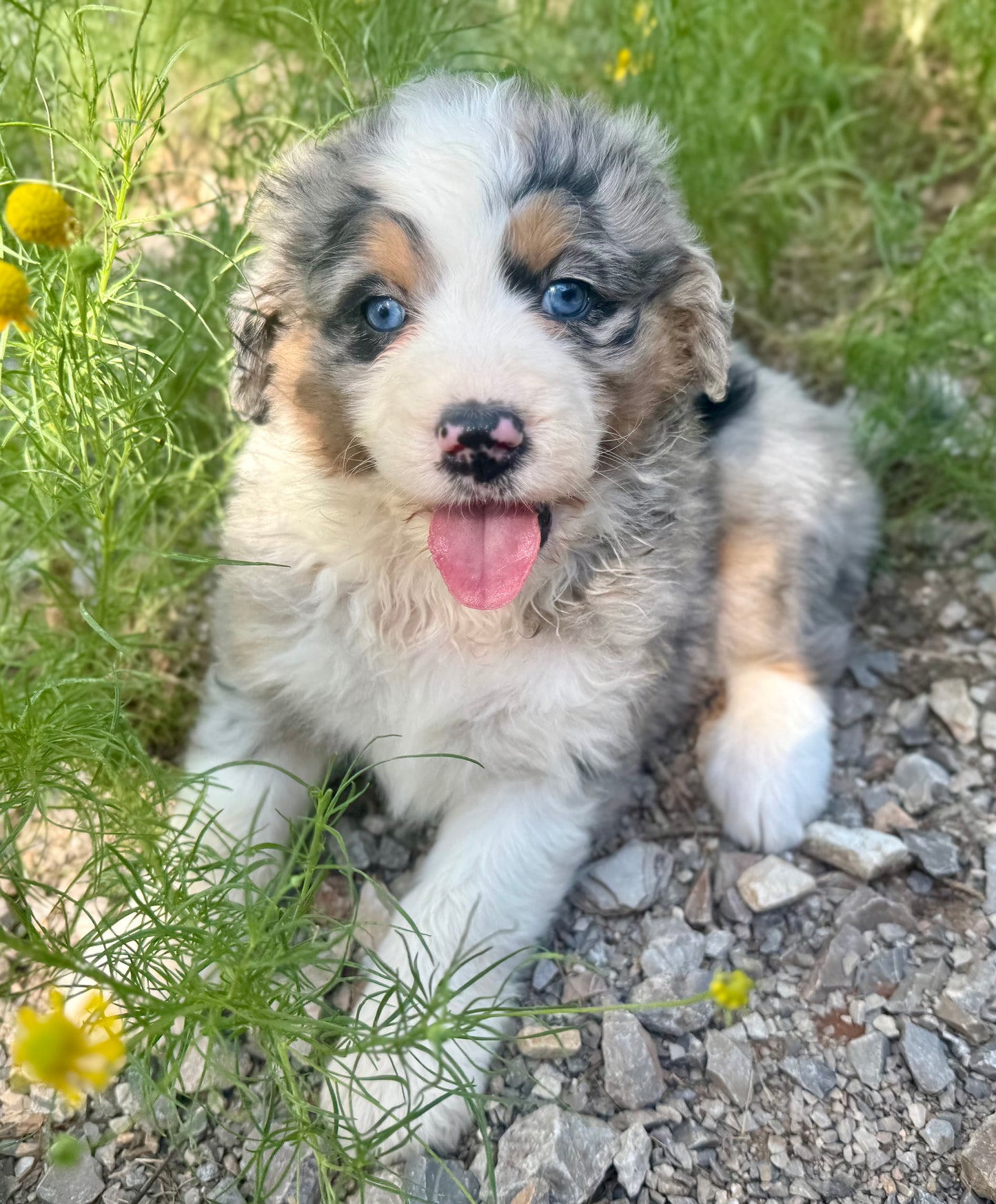 F1 Standard Bernedoodle (female) "Pooh Bear"