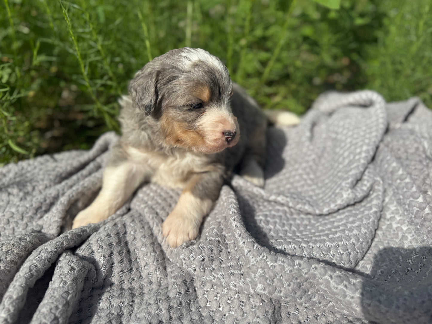 F1 Standard Bernedoodle (male) "Tigger"