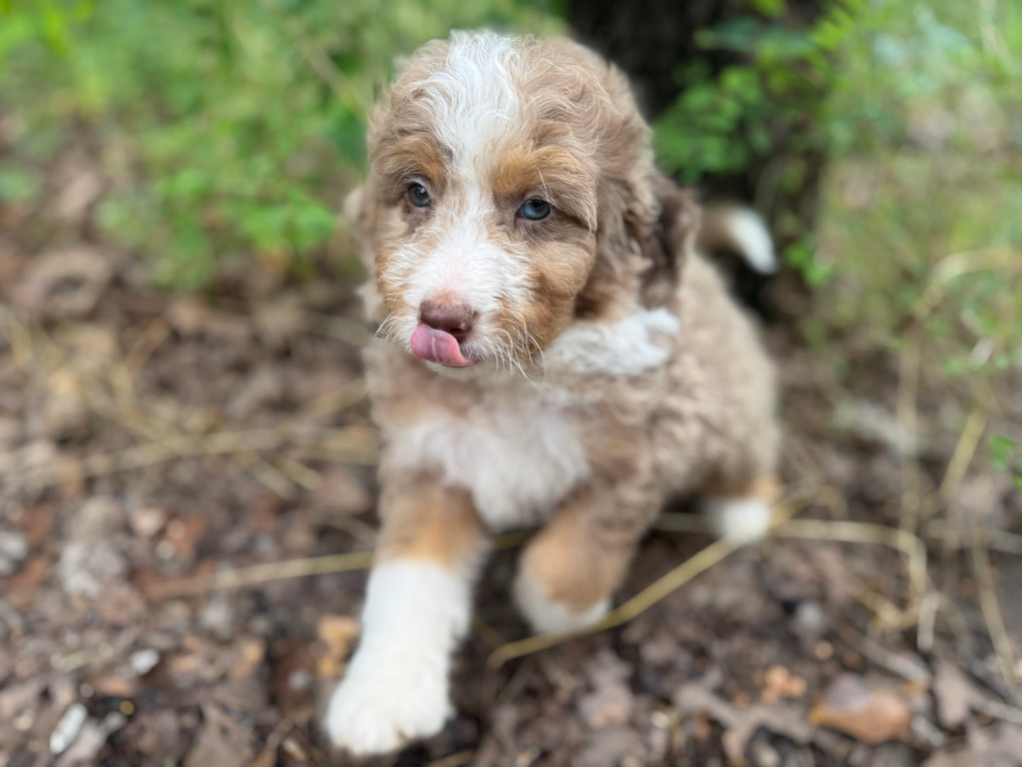 F1B Mini Bernedoodle (male) "Captain Gantu ”
