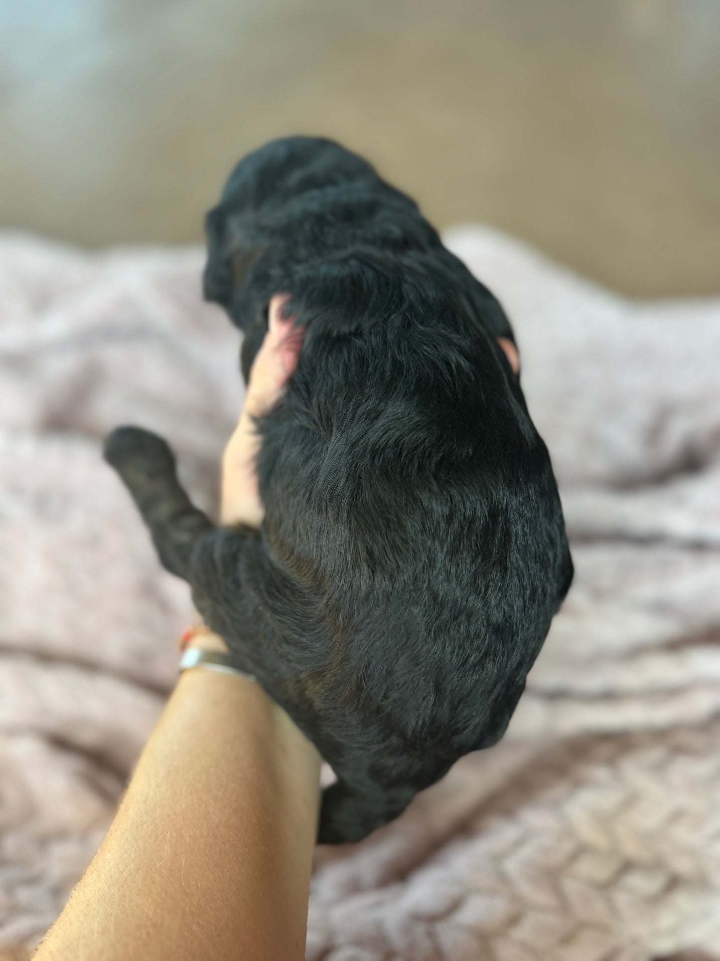 F1B Mini Bernedoodle (female) "Sweet Potato casserole”