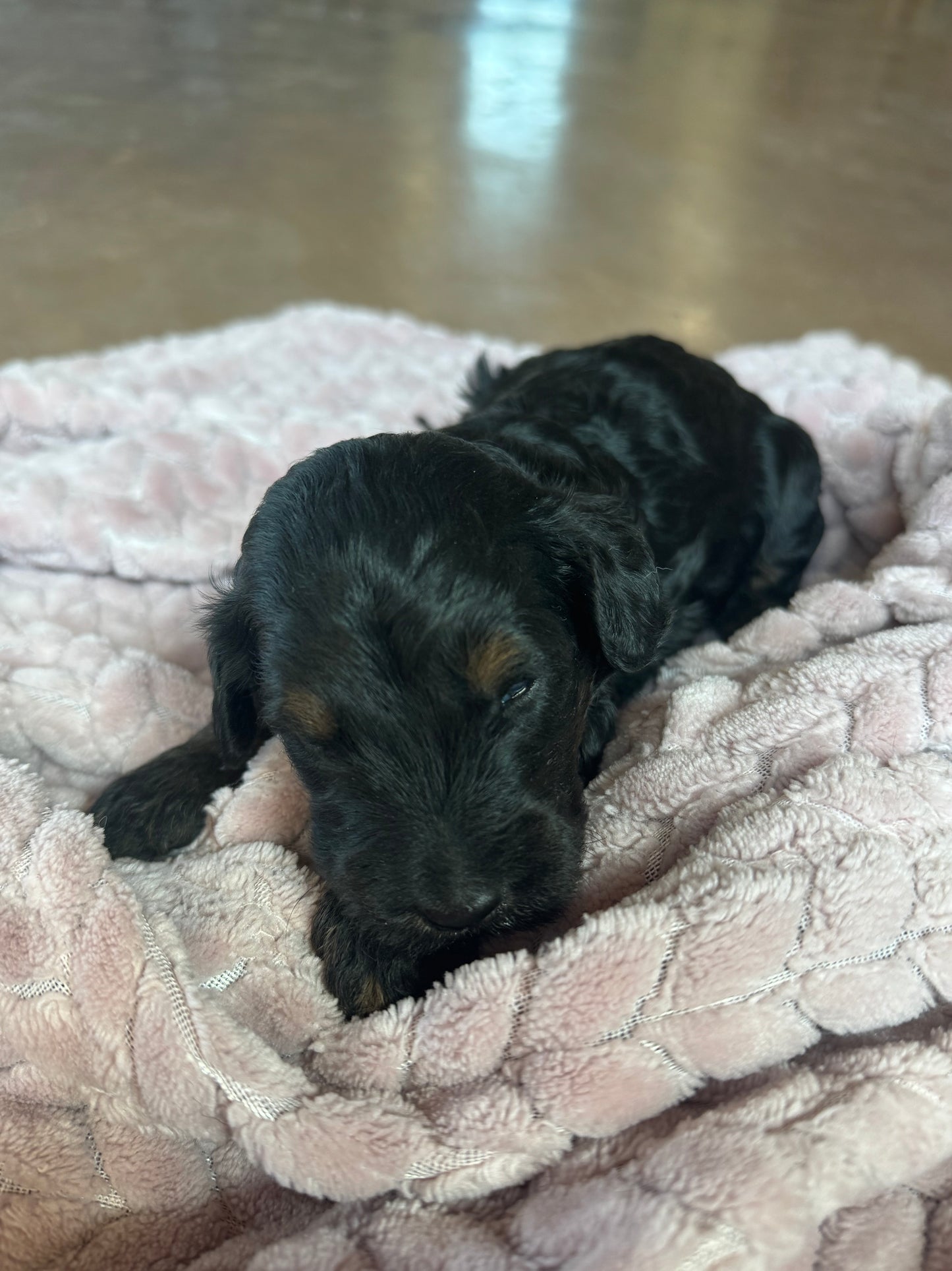 F1B Mini Bernedoodle (female) "Sweet Potato casserole”