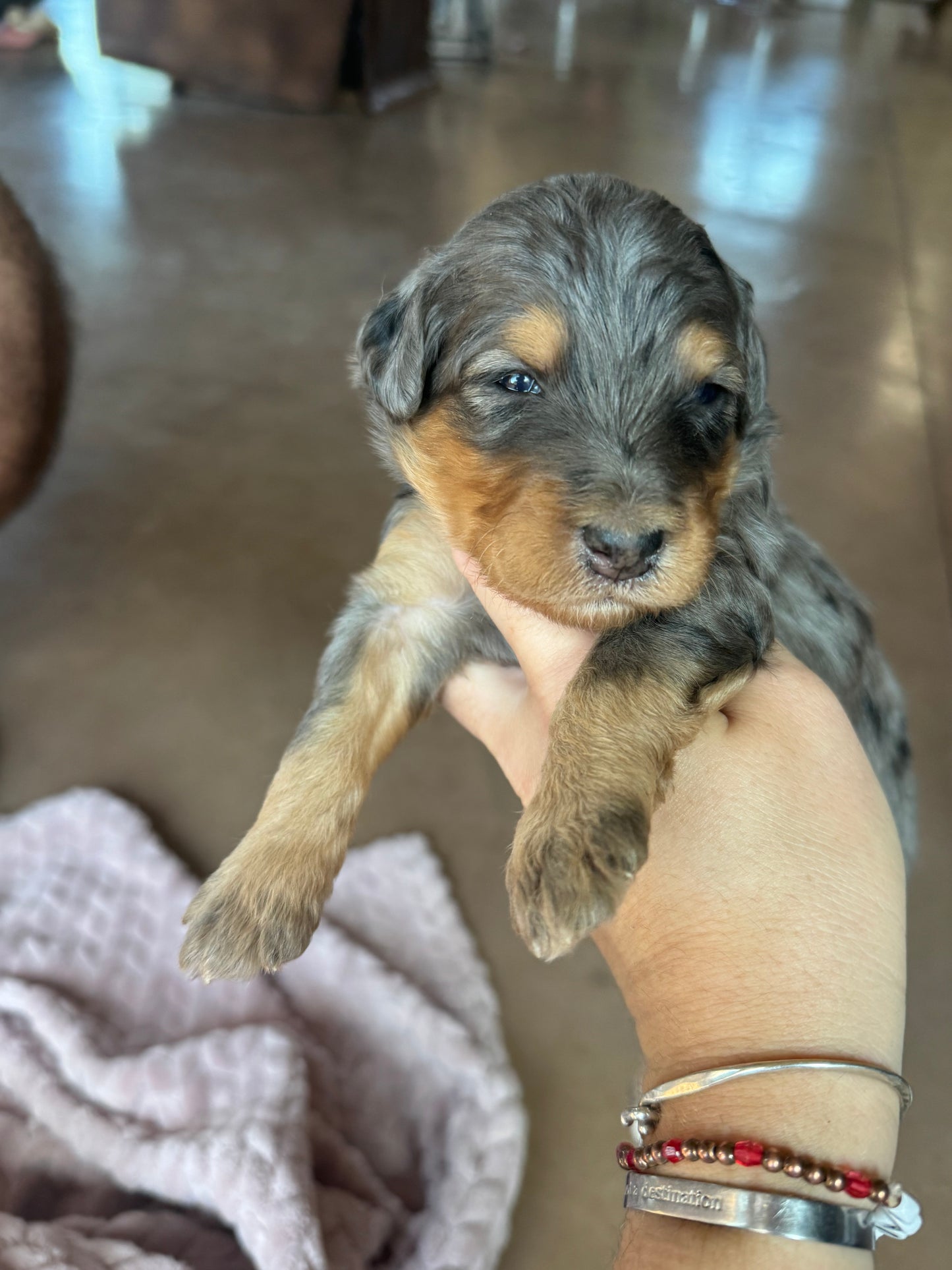 F1B Mini Bernedoodle (female) "Pumpkin pie ”