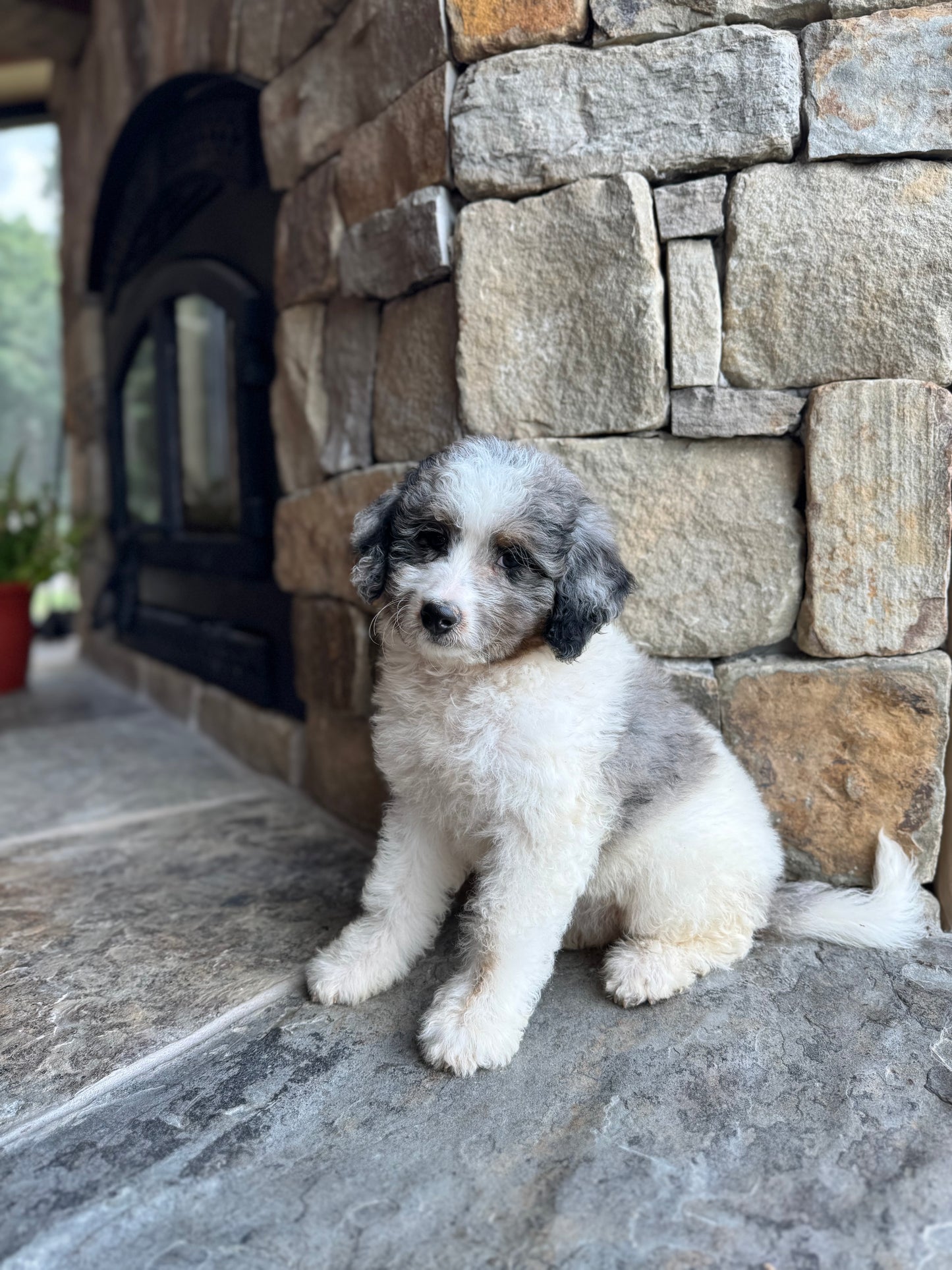 F1B Mini Bernedoodle (female) "Penny”