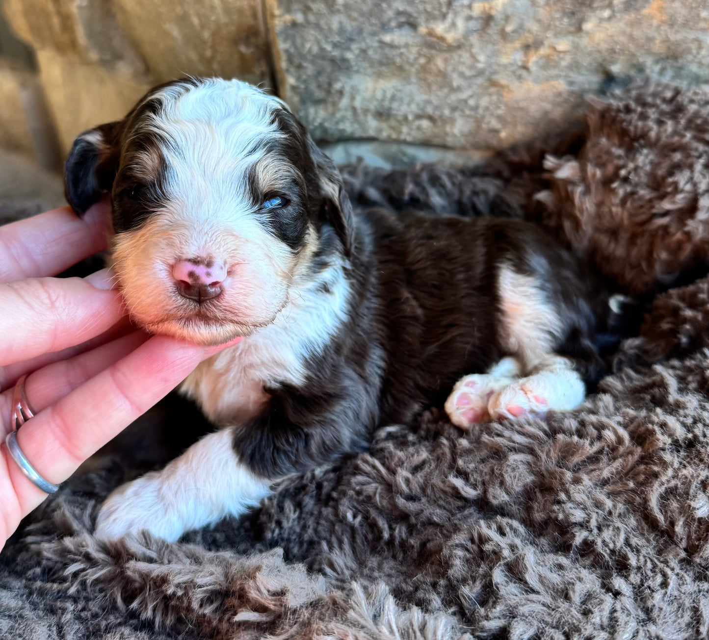 F1B Mini/ Medium Bernedoodle (female) “Root Beer”