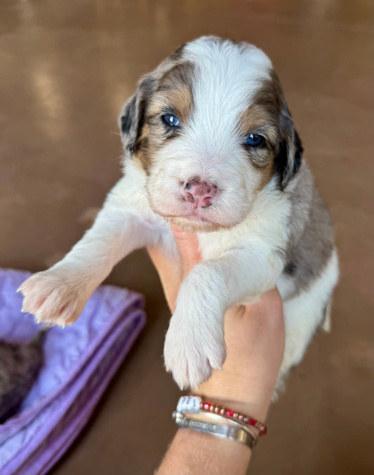 F1B Mini Bernedoodle (female) "Princess Atta”