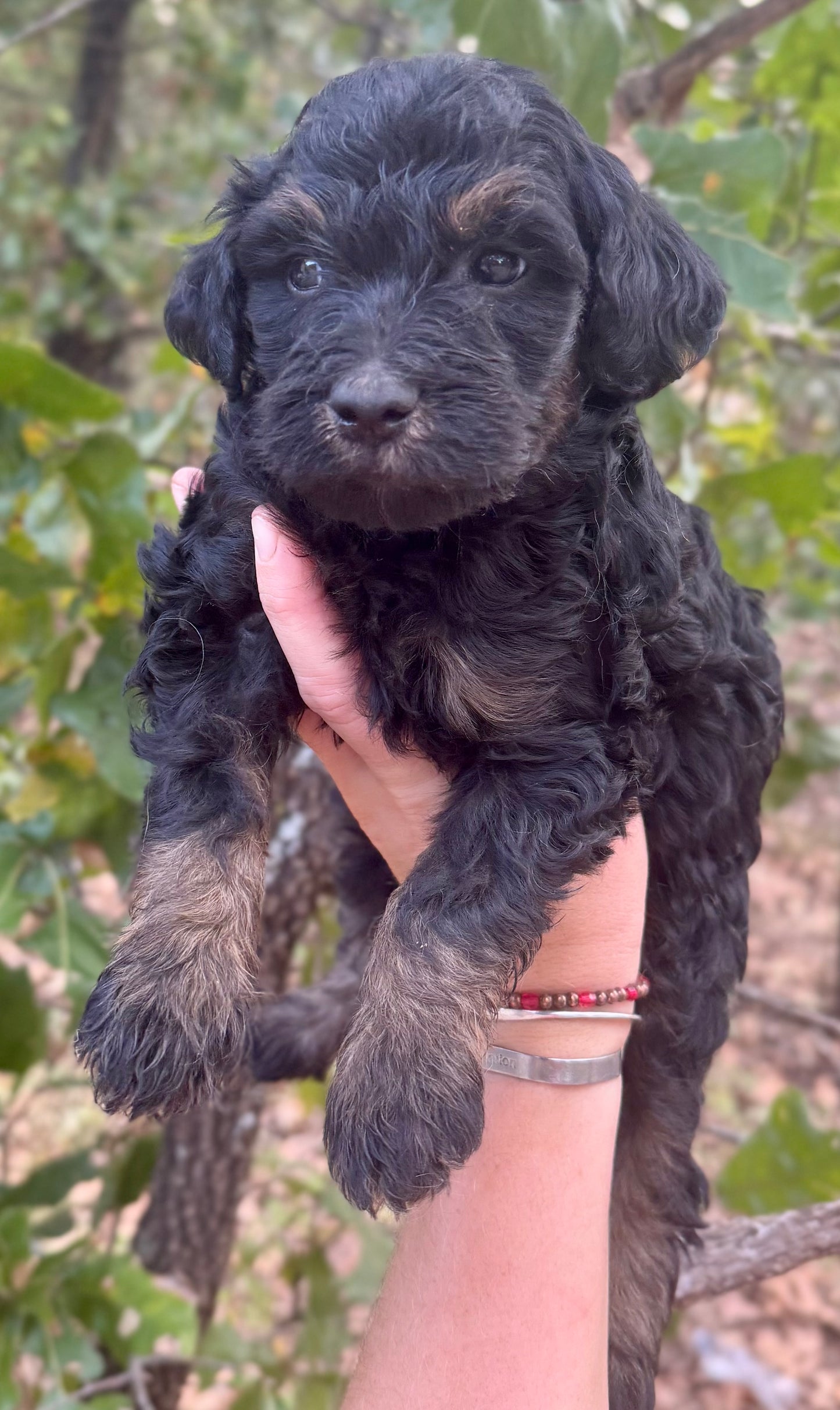 F1B Mini Bernedoodle (female) "Cranberry”