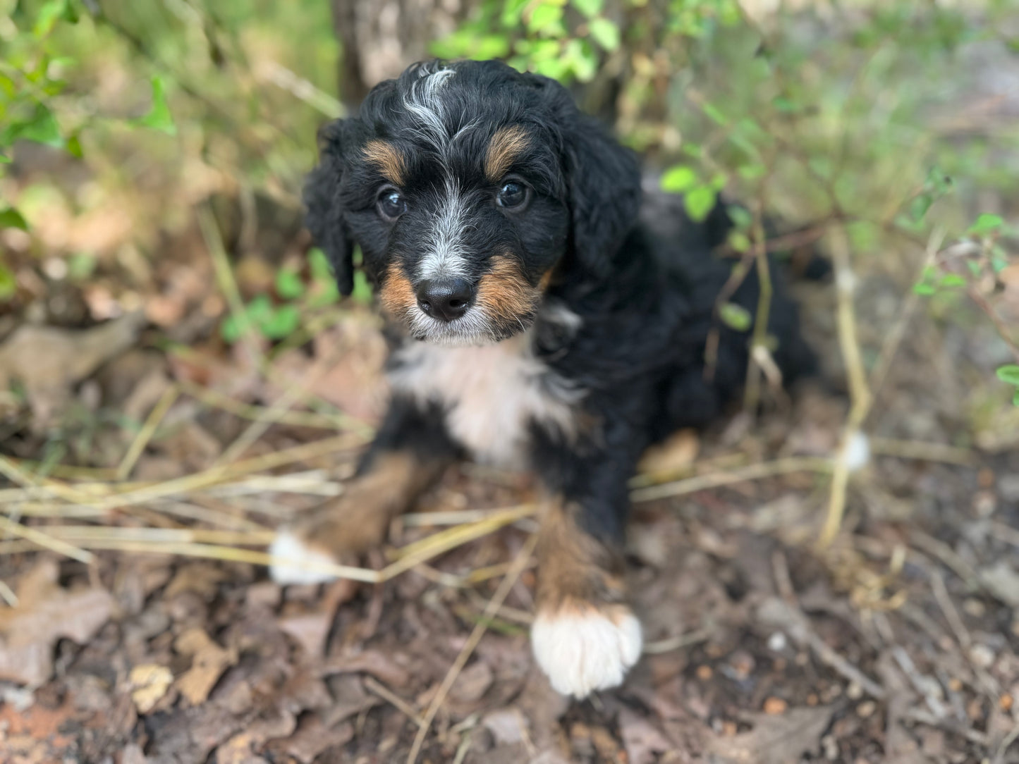 F1 mini Bernedoodle (male) “Ryan Bingham"