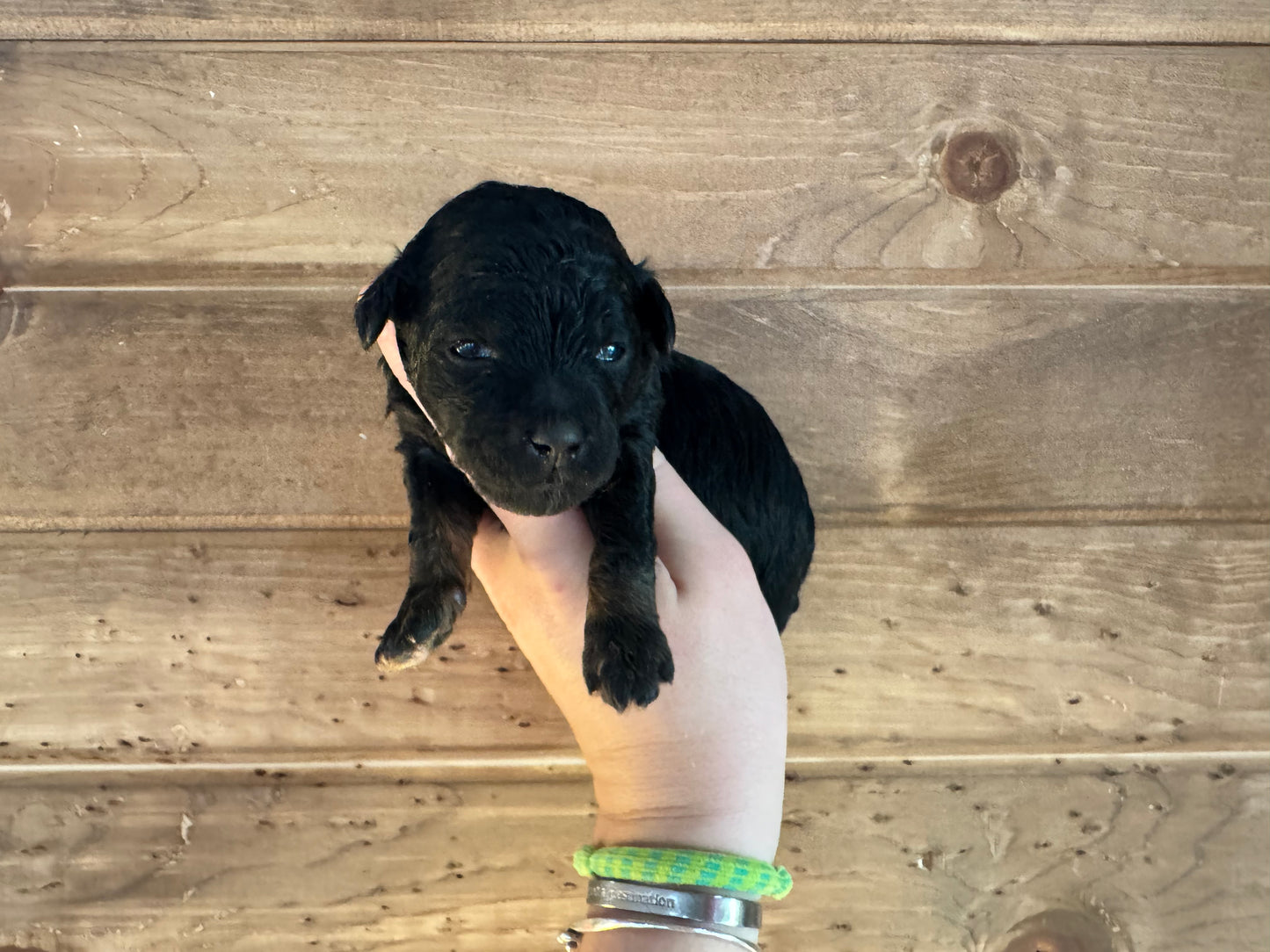 F1BB Micro/Mini Bernedoodle (male) "Thumper”