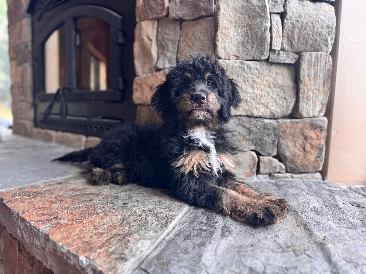 F1 mini Bernedoodle (female) "Plum”