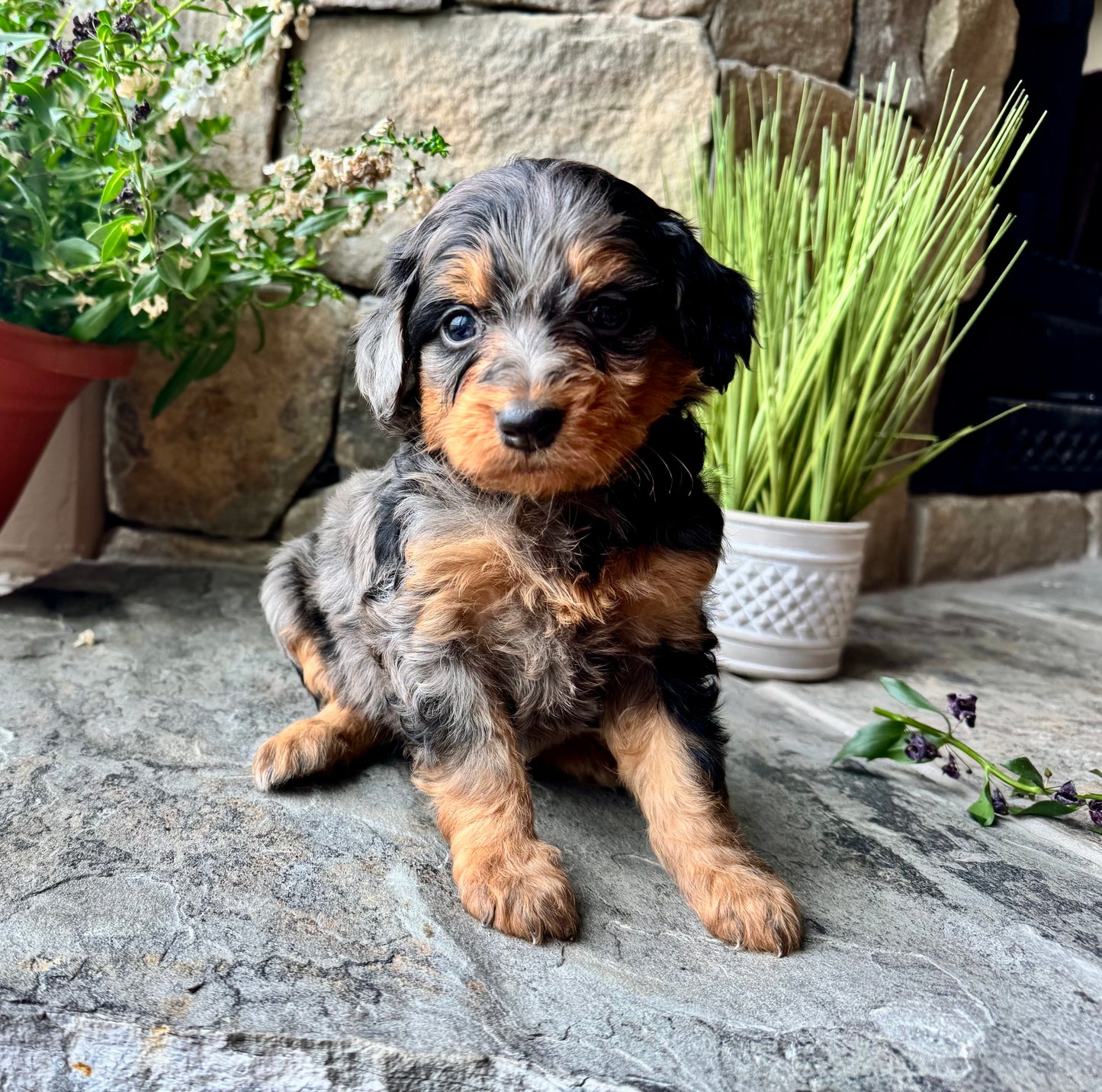 F1B mini Bernedoodle (female) “Grumpy”