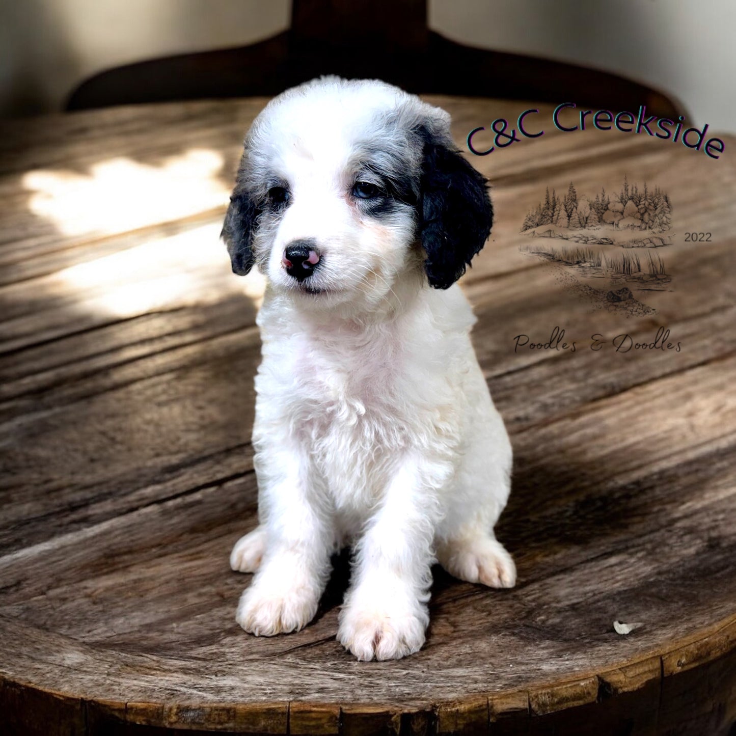 F1B Mini Bernedoodle (female) "Pleakley”