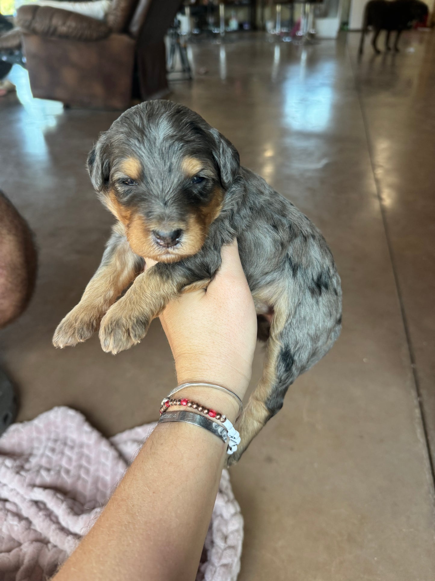 F1B Mini Bernedoodle (female) "Pumpkin pie ”
