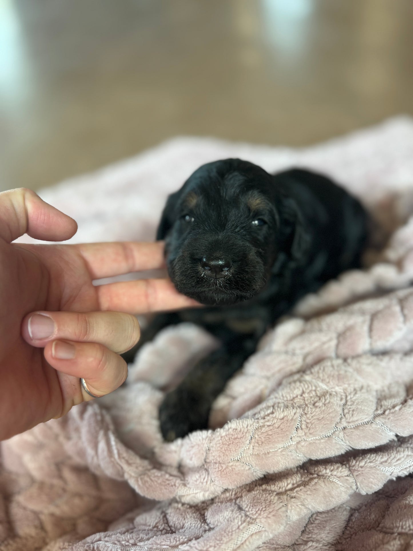 F1B Mini Bernedoodle (female) "Sweet Potato casserole”