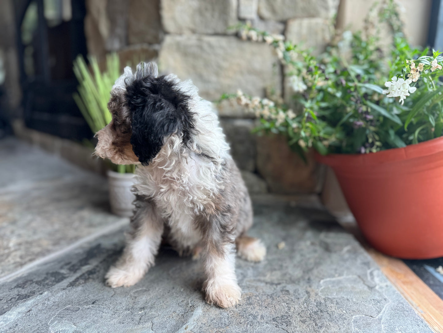 F1B Mini Bernedoodle (male) “Fanta”
