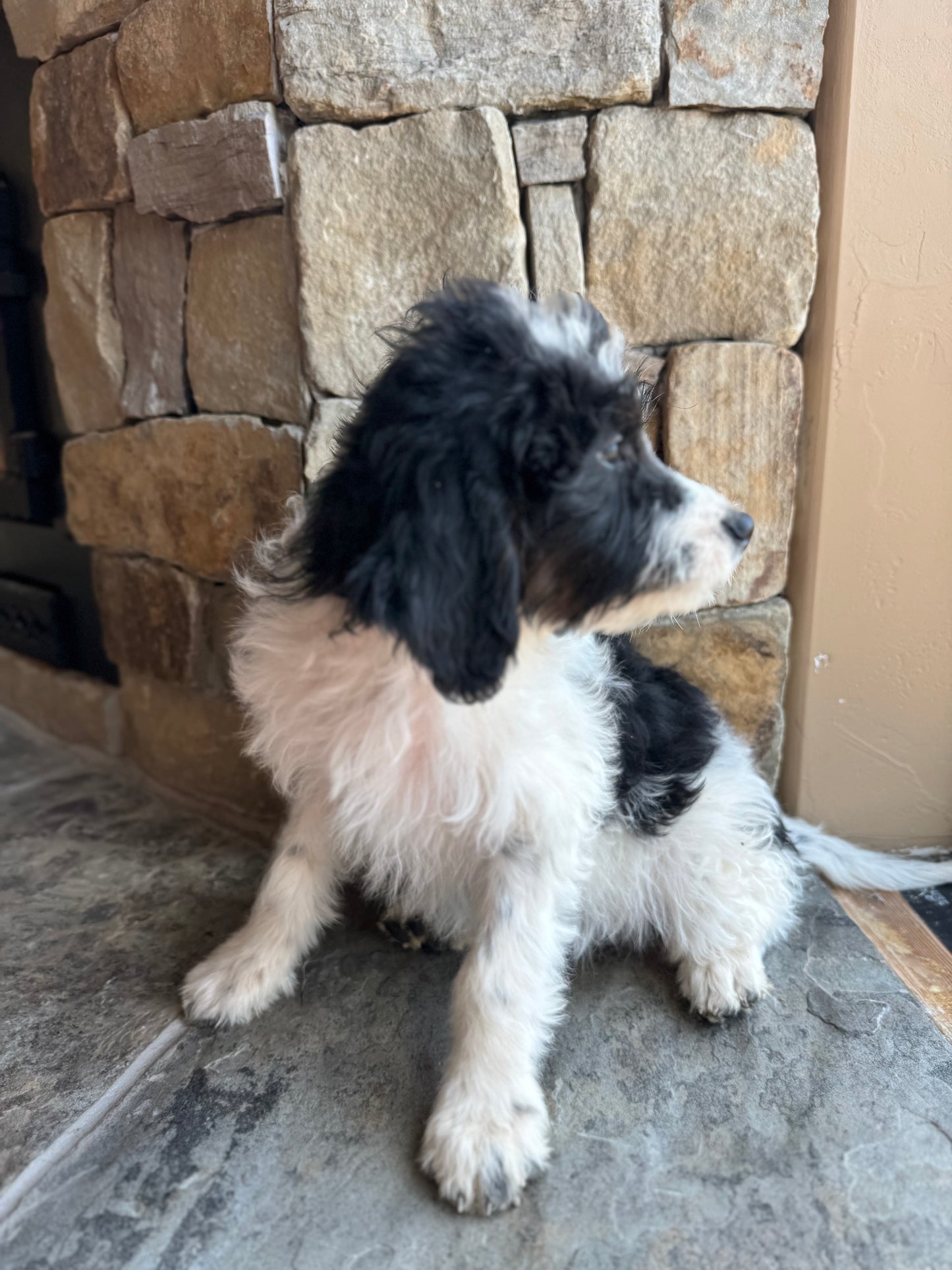 F1B Mini Bernedoodle (female) "Lisa”