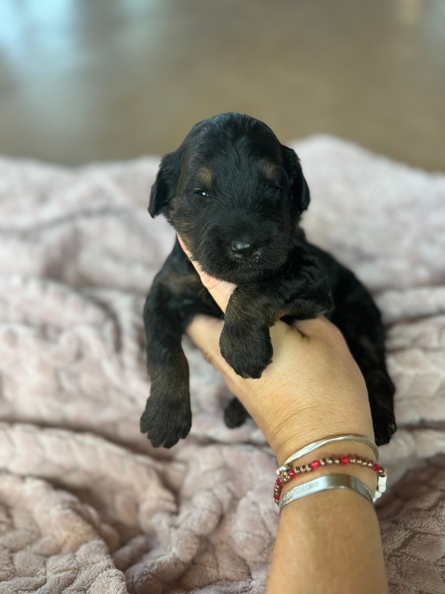 F1B Mini Bernedoodle (female) "Sweet Potato casserole”