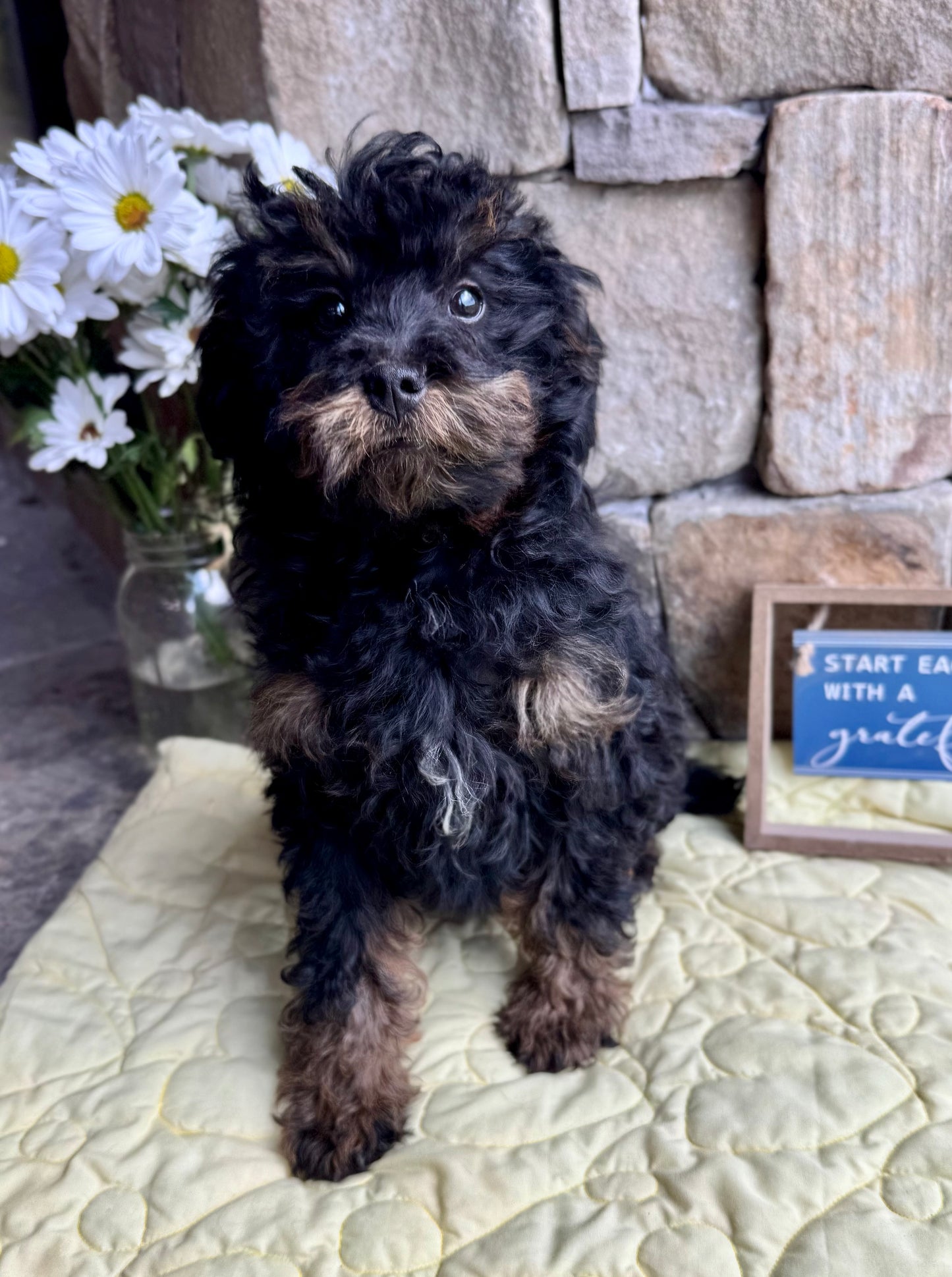 Micro/Mini Bernedoodle (female) "Mrs. Rabbit”