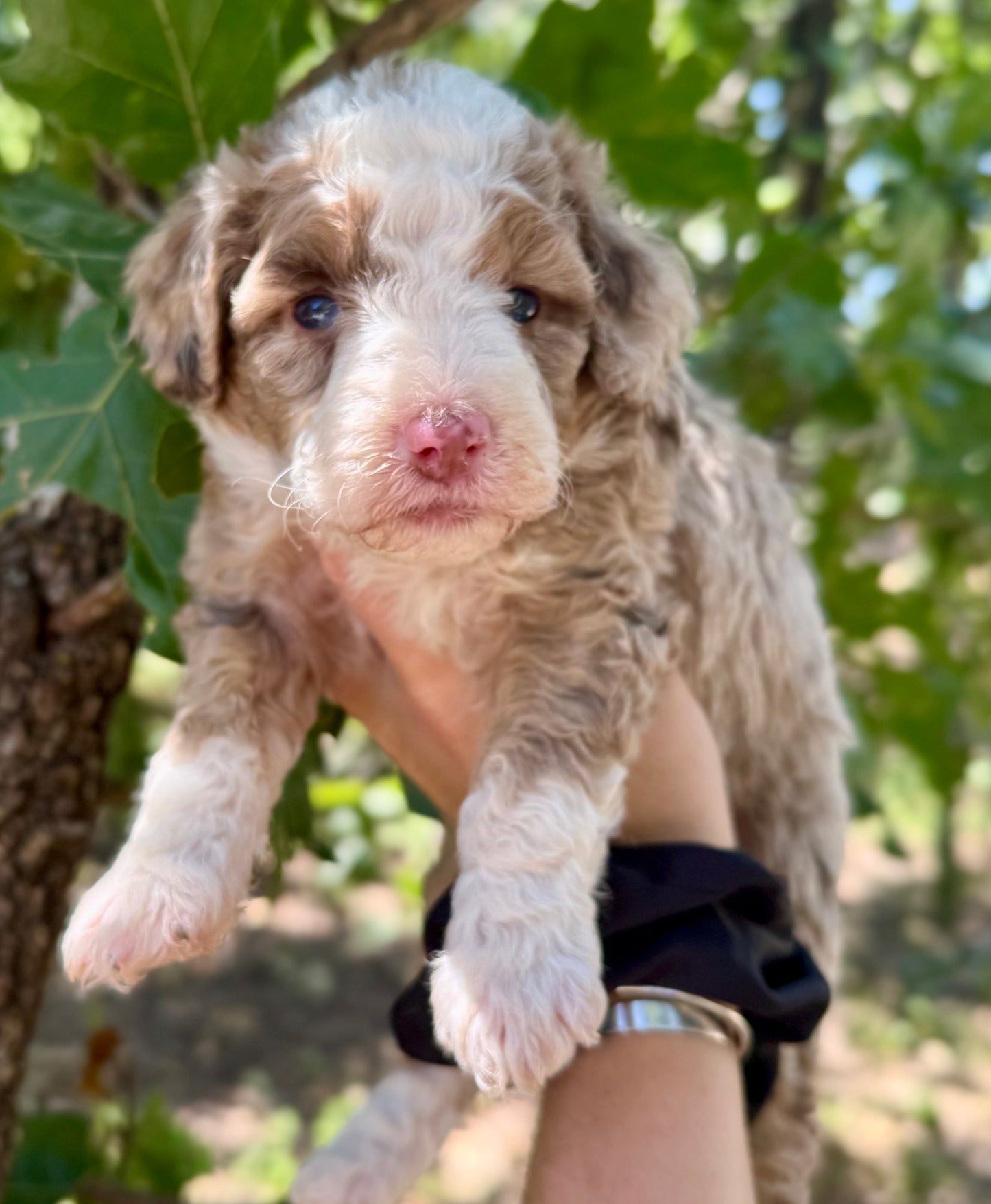 F1bb Micro/Mini Bernedoodle (female) "Peanut butter Blast"