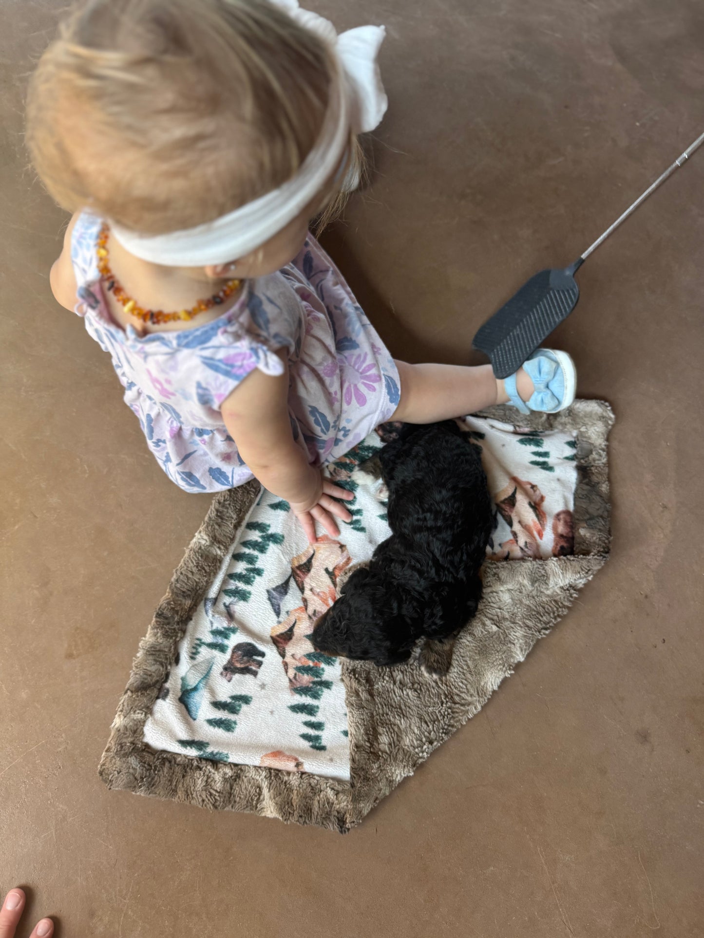 F1B Mini Bernedoodle (male) "Gravy”