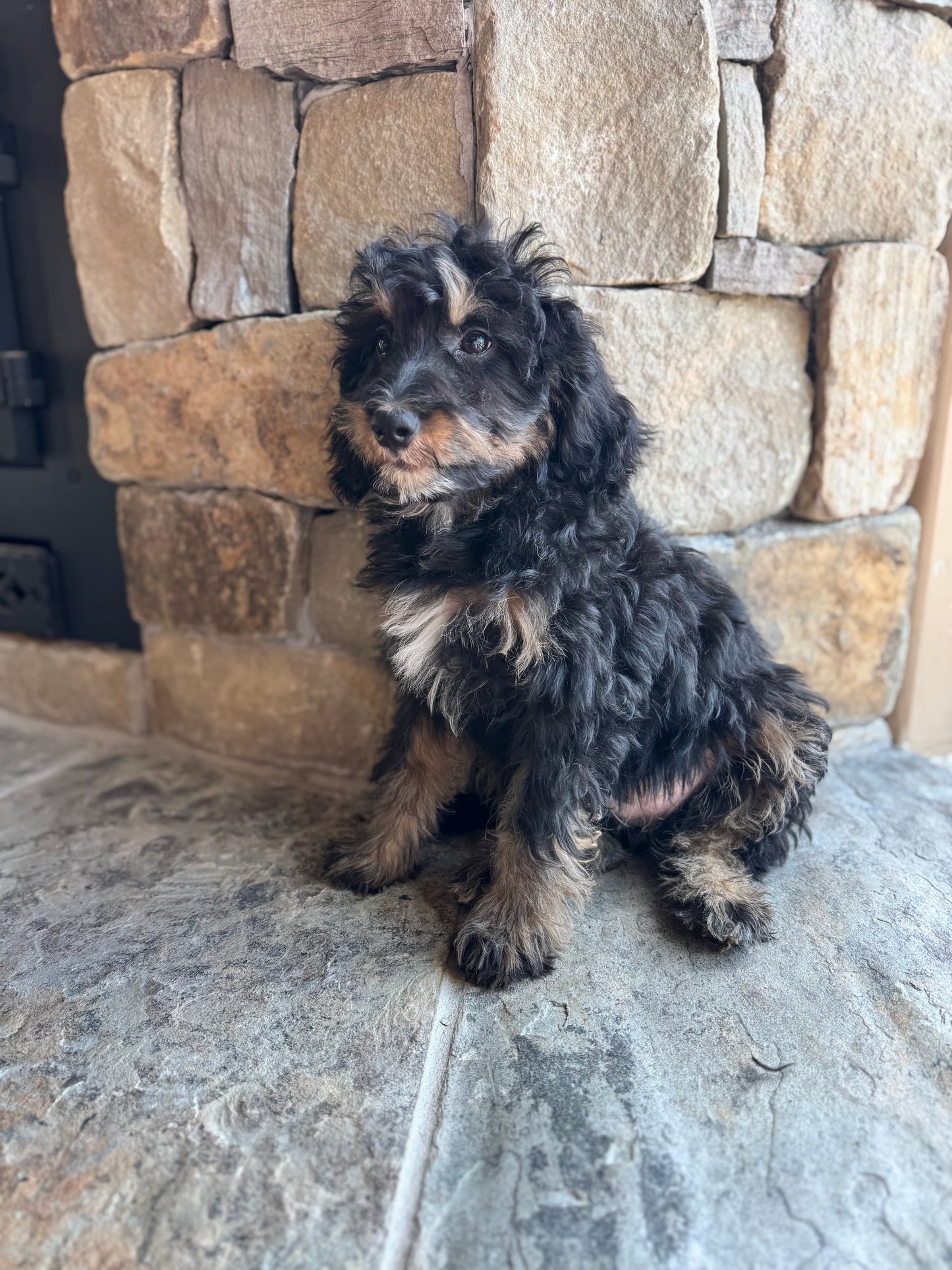 F1B mini Bernedoodle (female) “Queen”