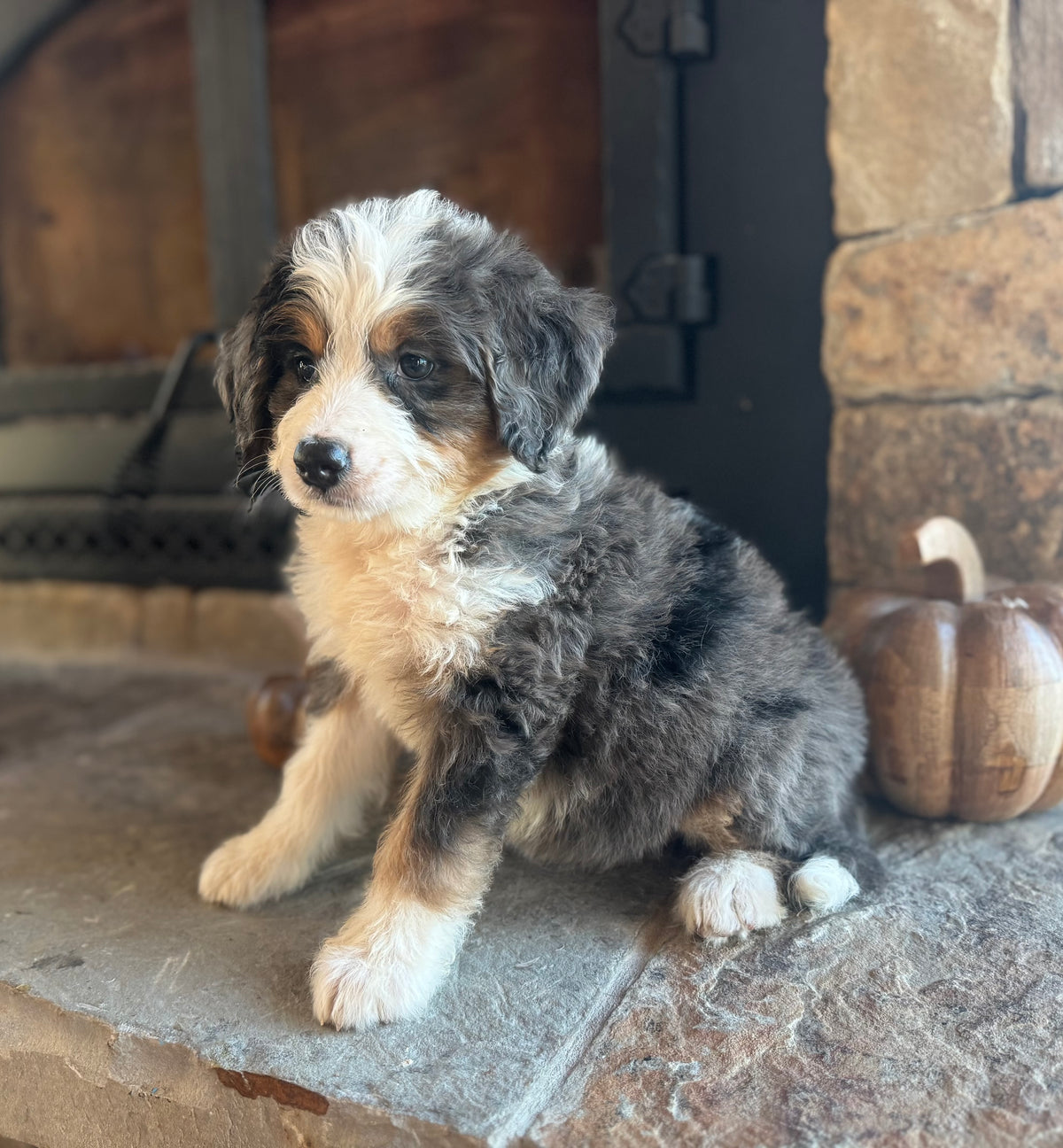 F1 Standard Bernedoodle (female) “Maria Von Trapp”