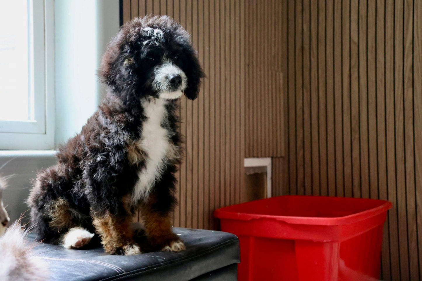 F1B Mini Bernedoodle (male) "Frank”