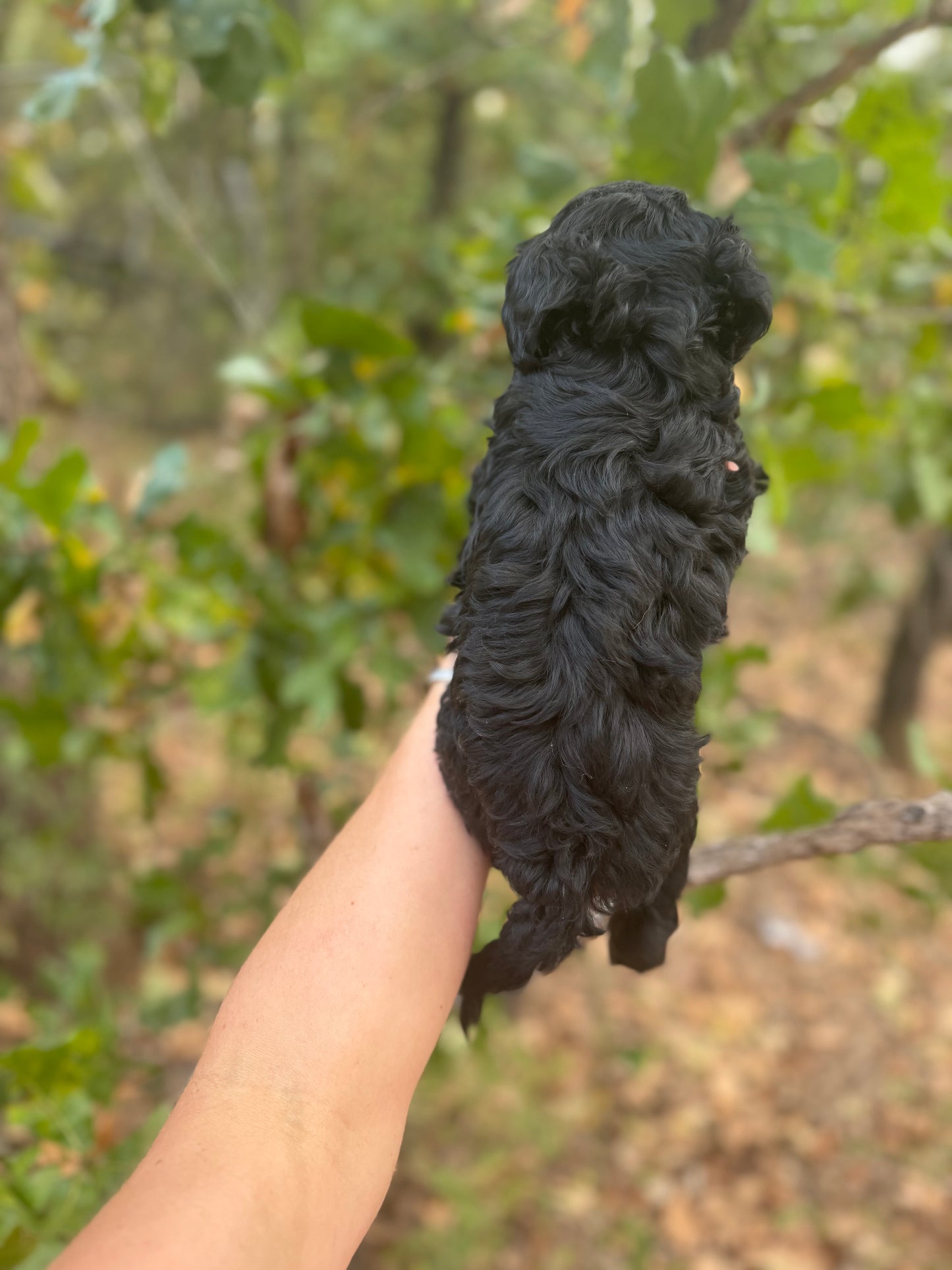 F1B Mini Bernedoodle (female) "Cranberry”