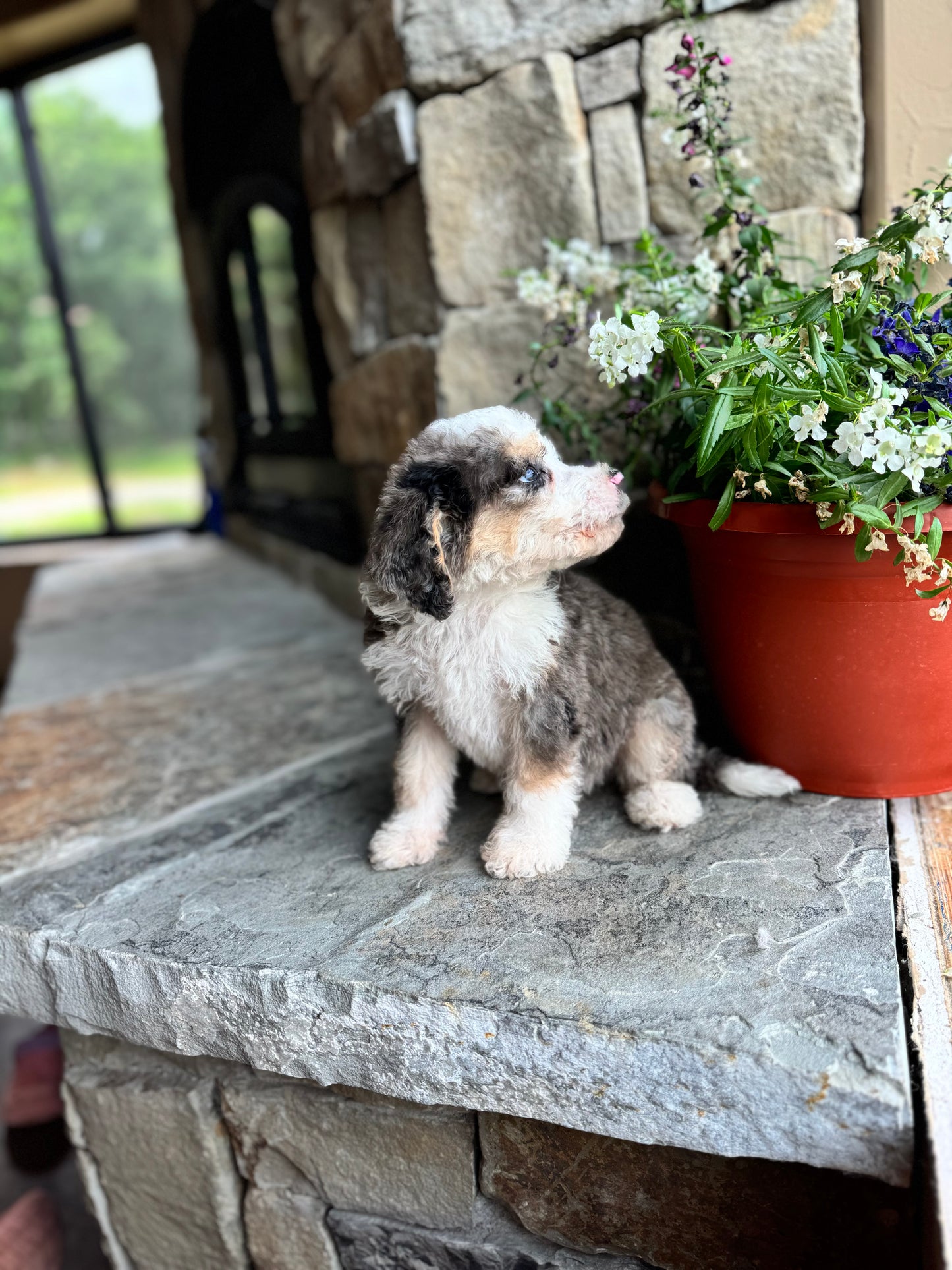 F1B Mini/ Medium Bernedoodle (male) “Dr.Pepper”