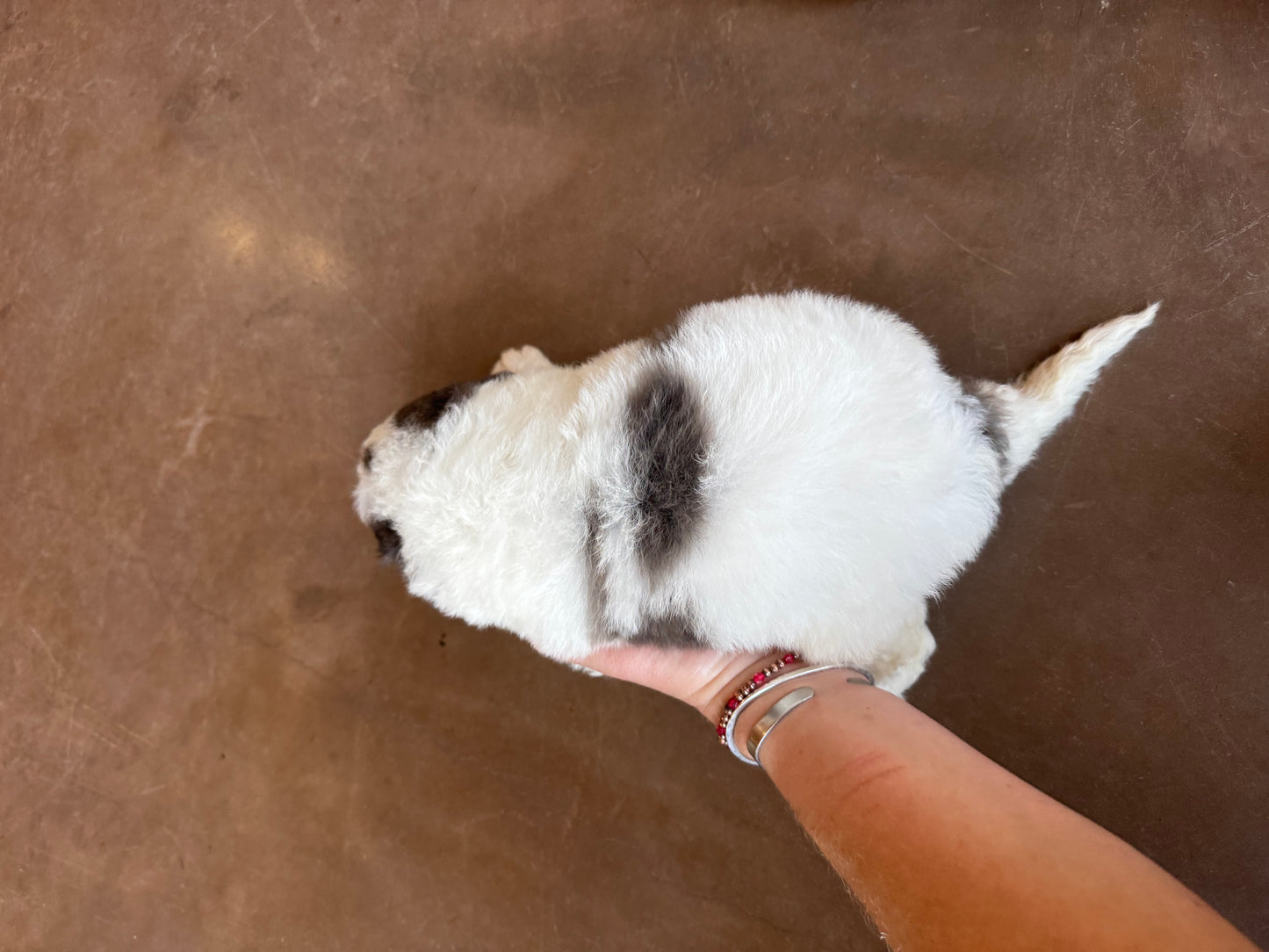 F1B Mini Bernedoodle (male) "Hopper”