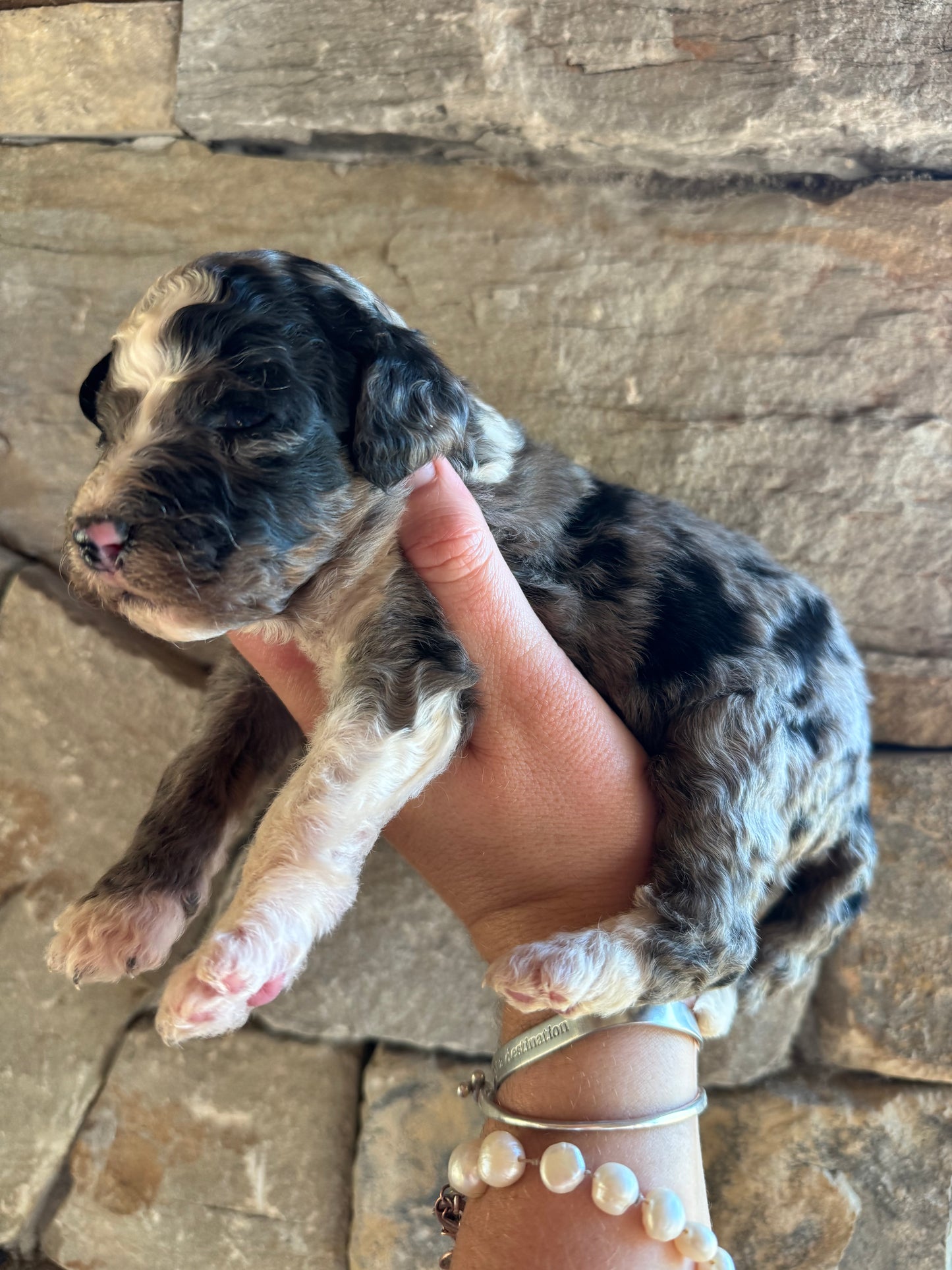 F1B Mini/ Medium Bernedoodle (female) “Coke”