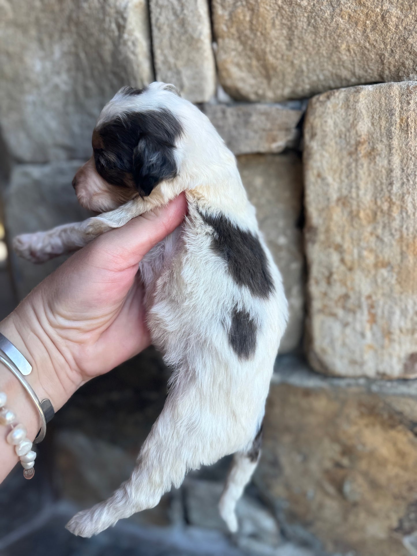 F1B Mini/ Medium Bernedoodle (female) “Sierra Mist”