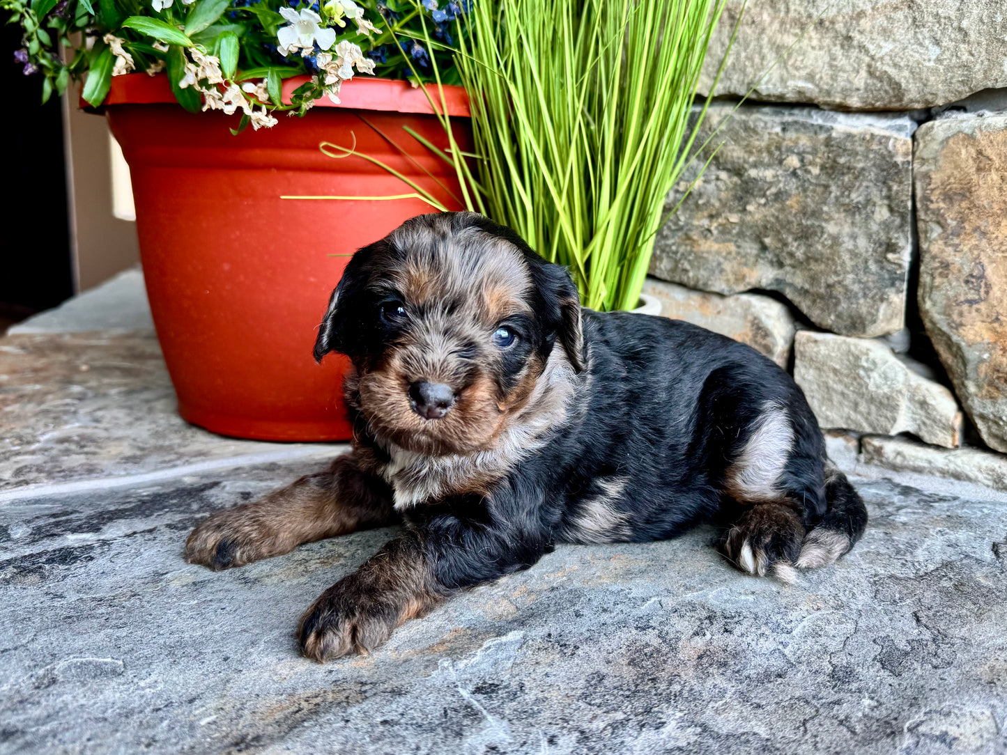 F1 mini Bernedoodle (female) "Watermelon"