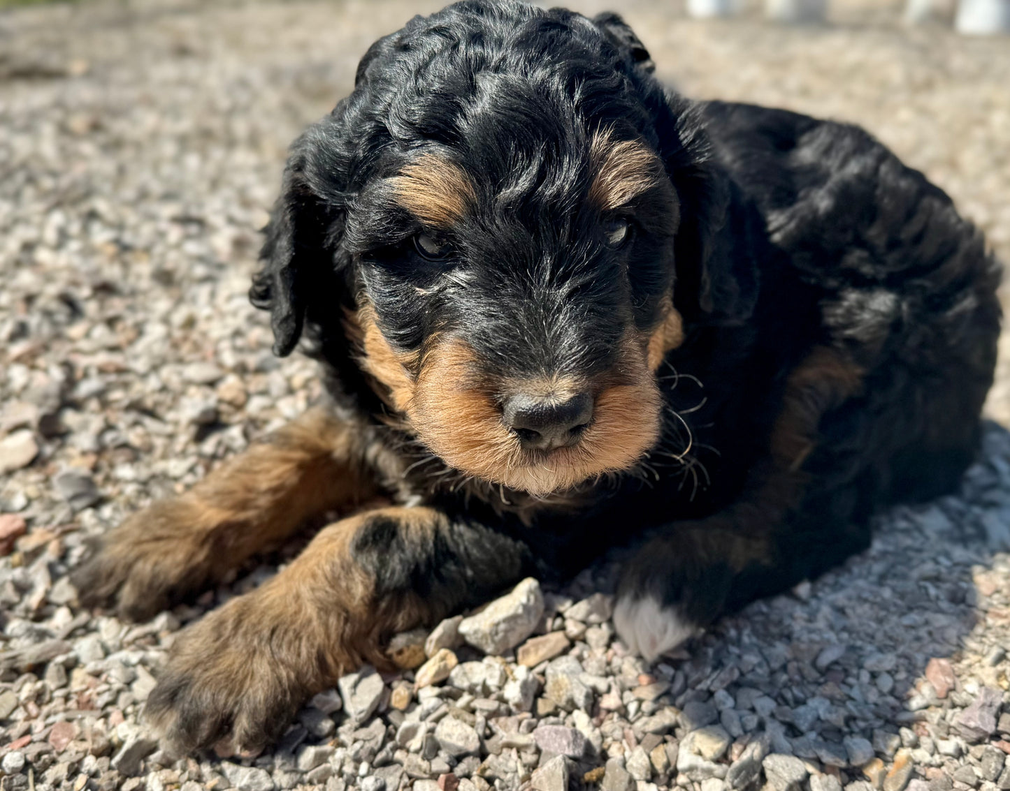 F1b Mini Bernedoodle (male) "Dusty Bottoms”