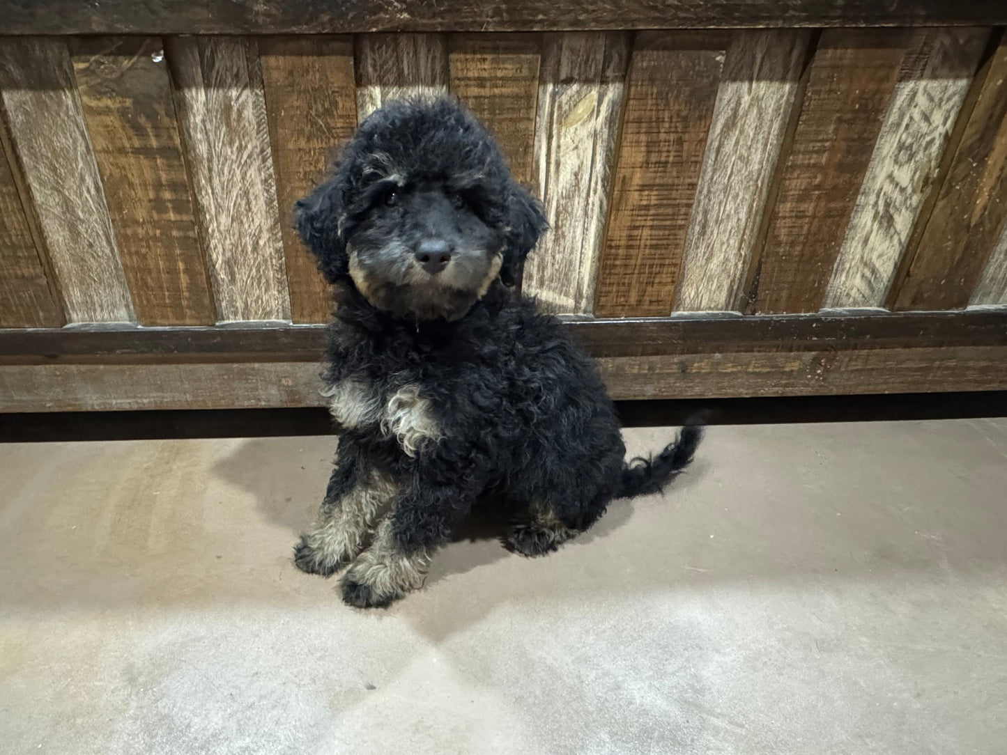 F1B mini Bernedoodle (male) “Butter roll”