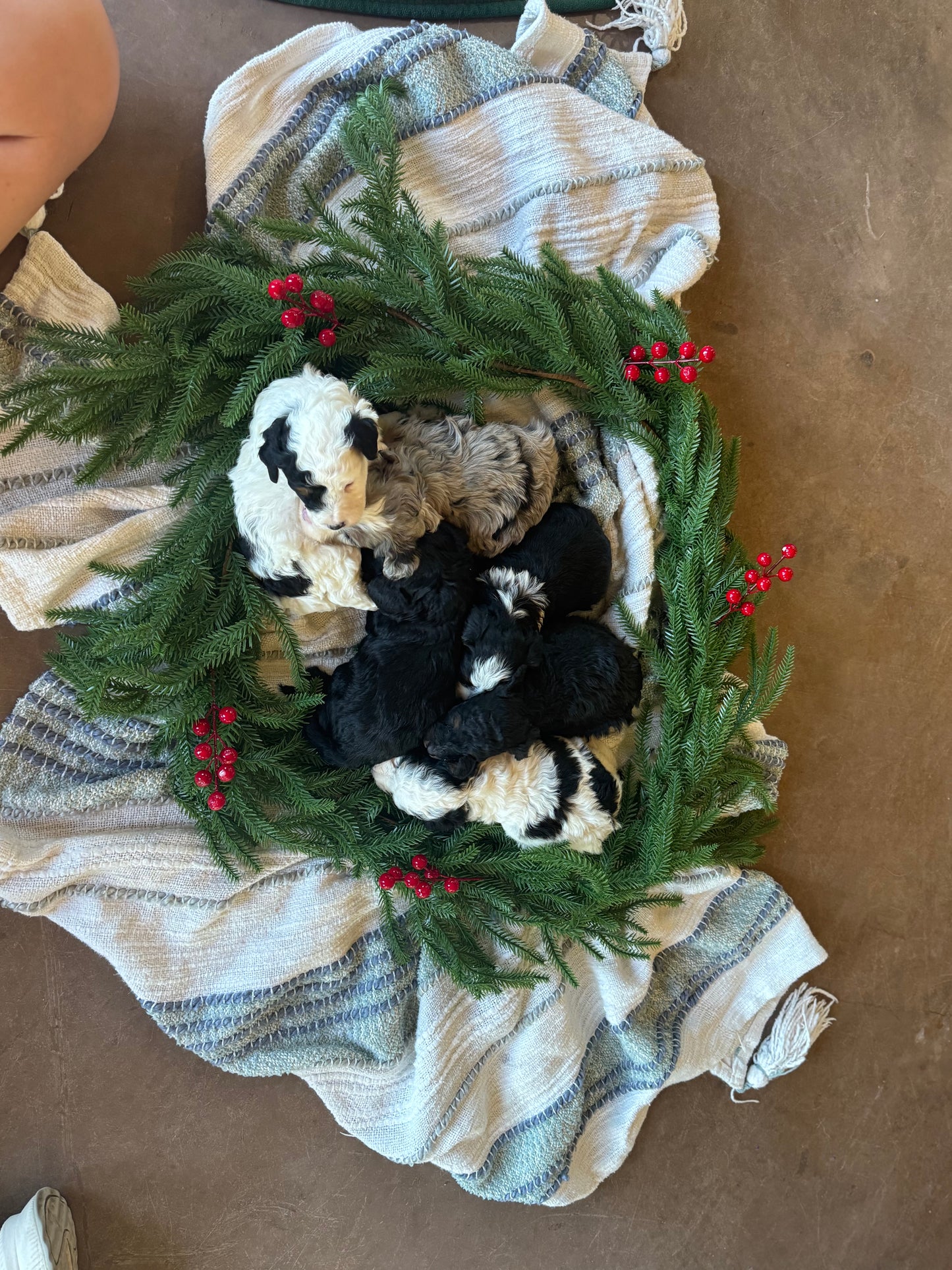 F1B Micro/Mini Bernedoodle (female) "Linnie”