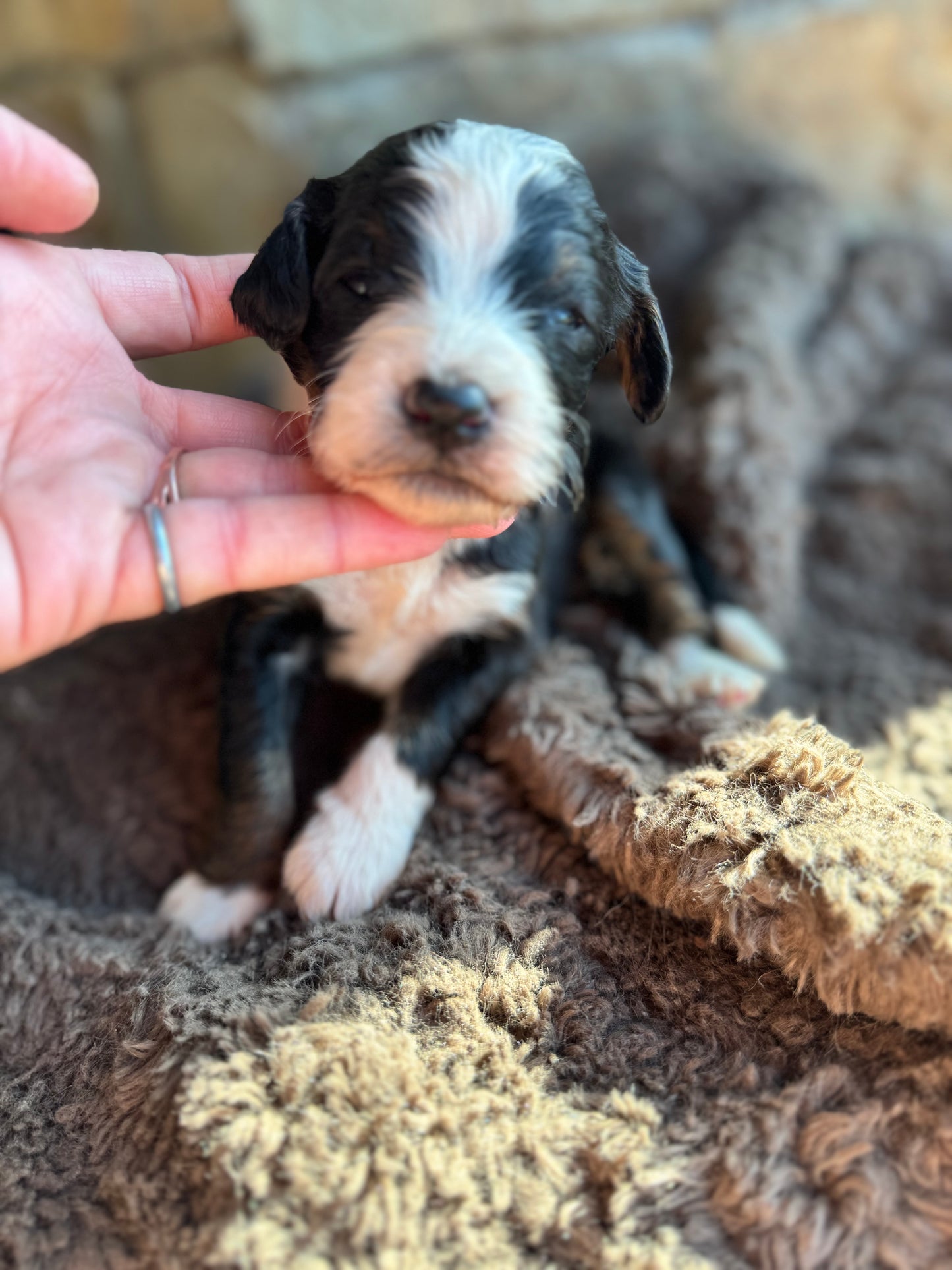 F1B Mini/ Medium Bernedoodle (male) “Pepsi”