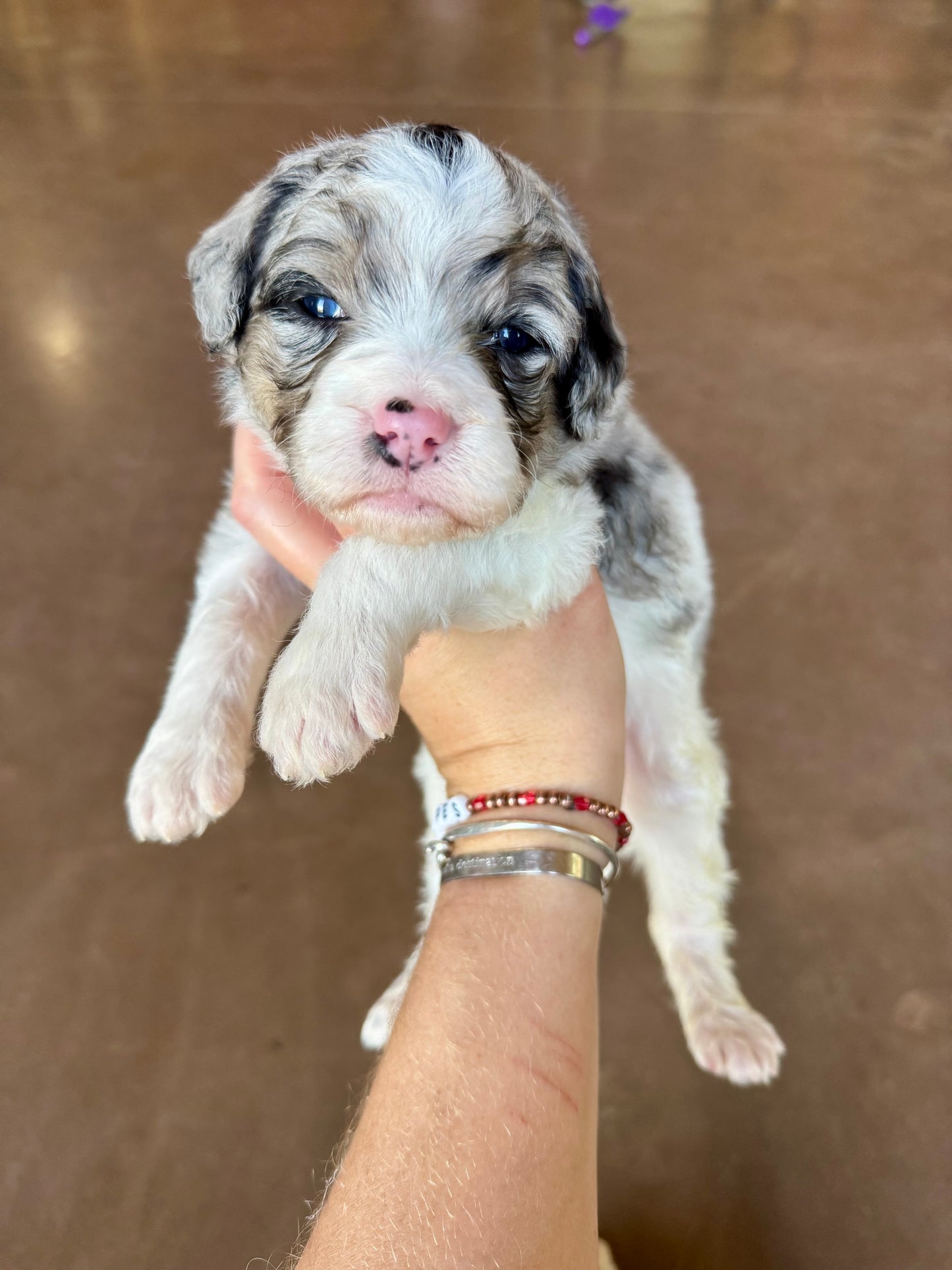 F1B Mini Bernedoodle (female) "Dot”