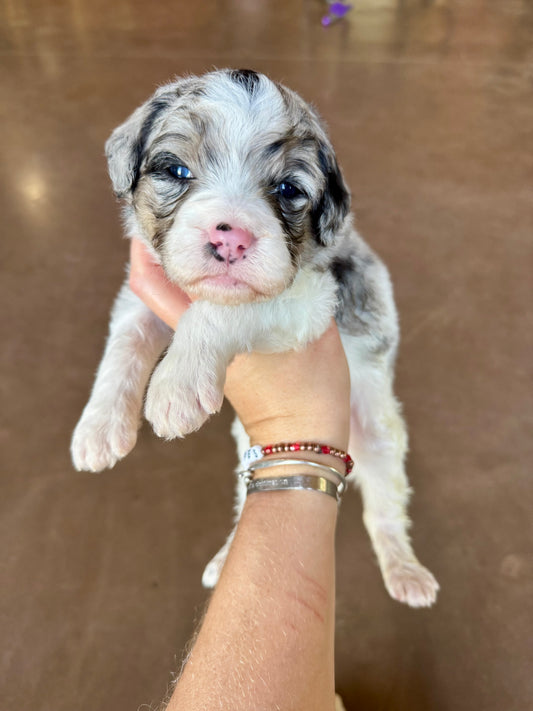 F1B Mini Bernedoodle (female) "Dot”