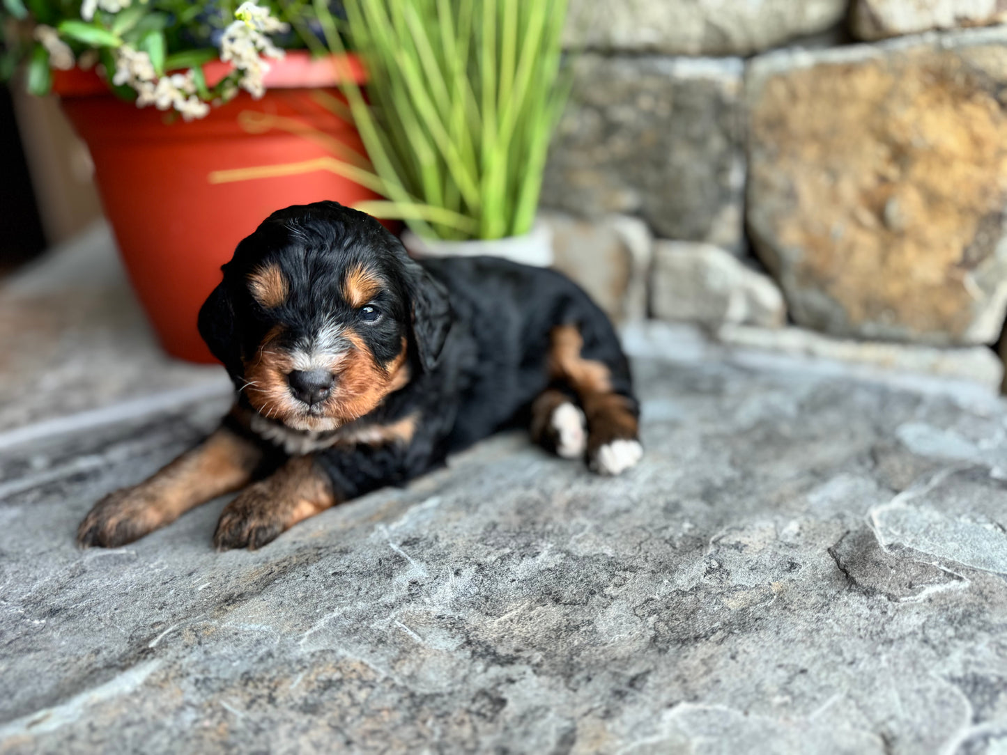 F1 mini Bernedoodle (female) "Strawberry"