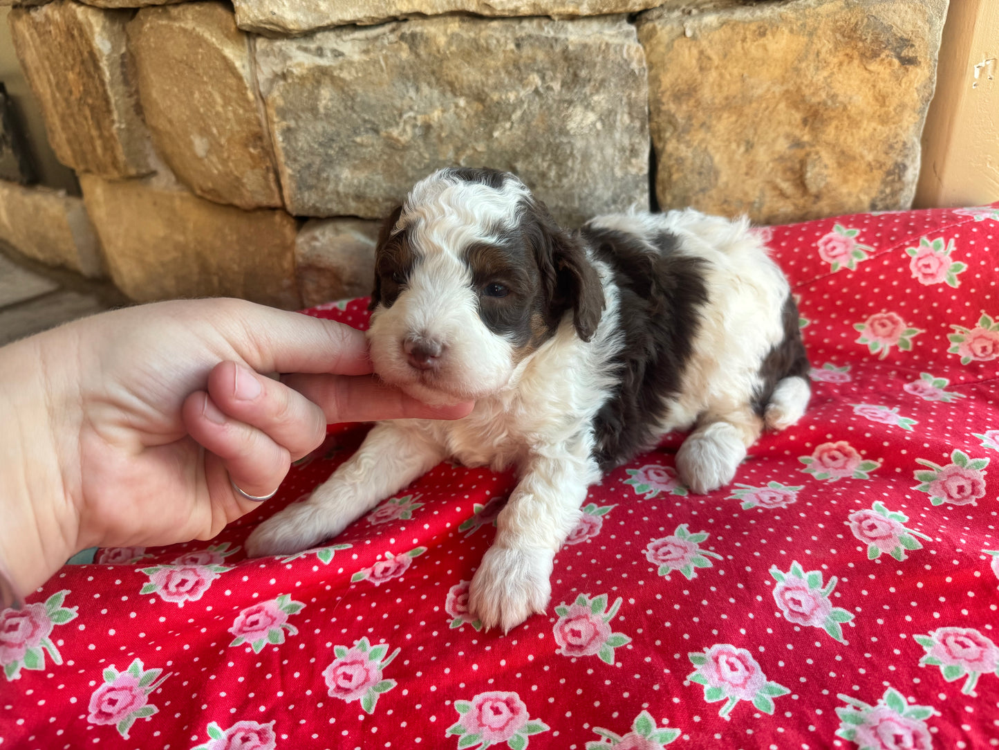 F1bb Micro/Mini Bernedoodle (female) "ginger"