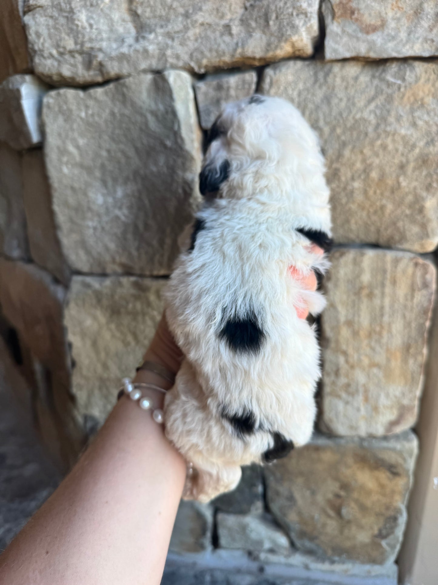F1B Mini/Medium Bernedoodle (male) “Mountain Dew”
