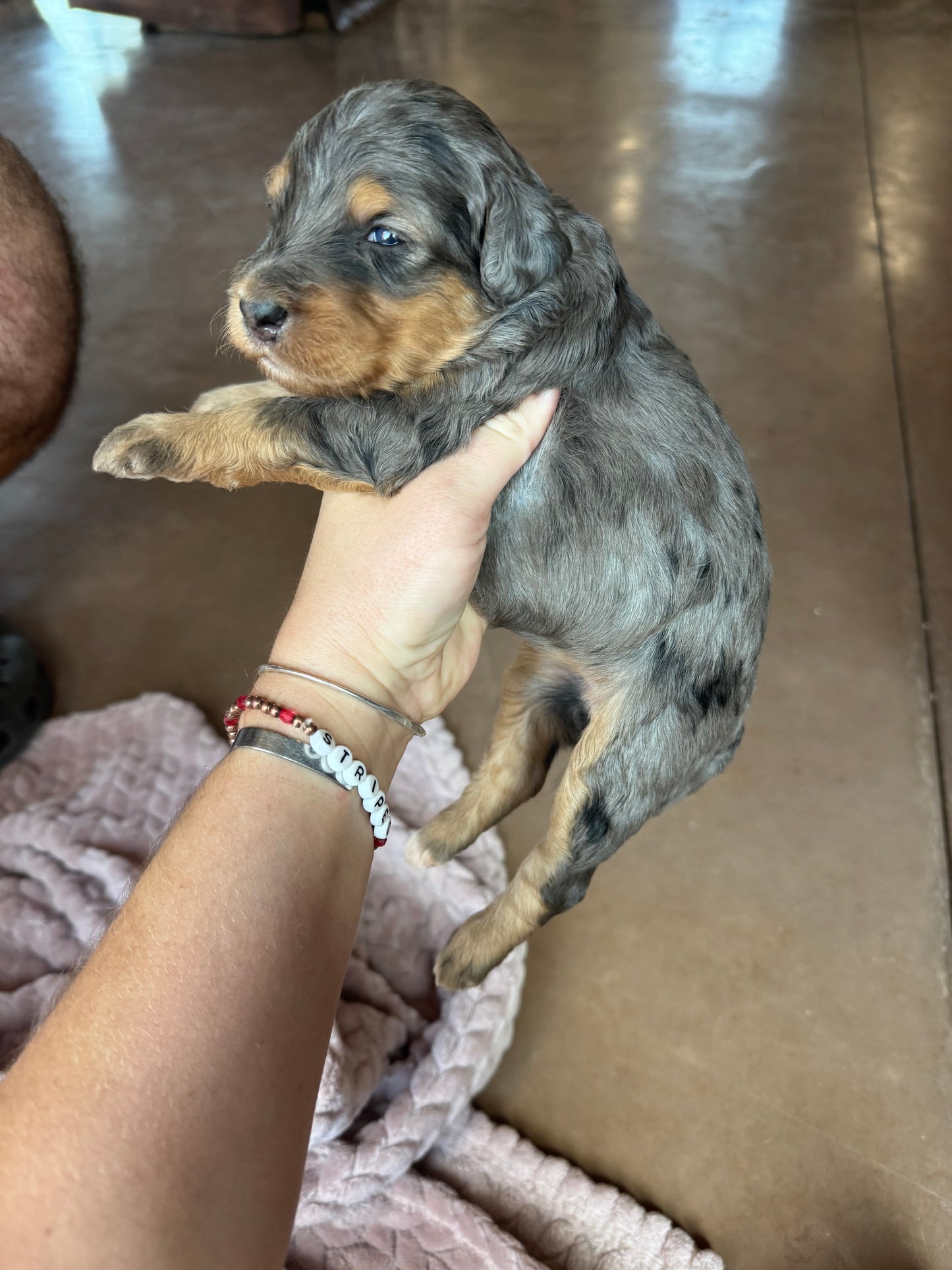 F1B Mini Bernedoodle (female) "Pumpkin pie ”