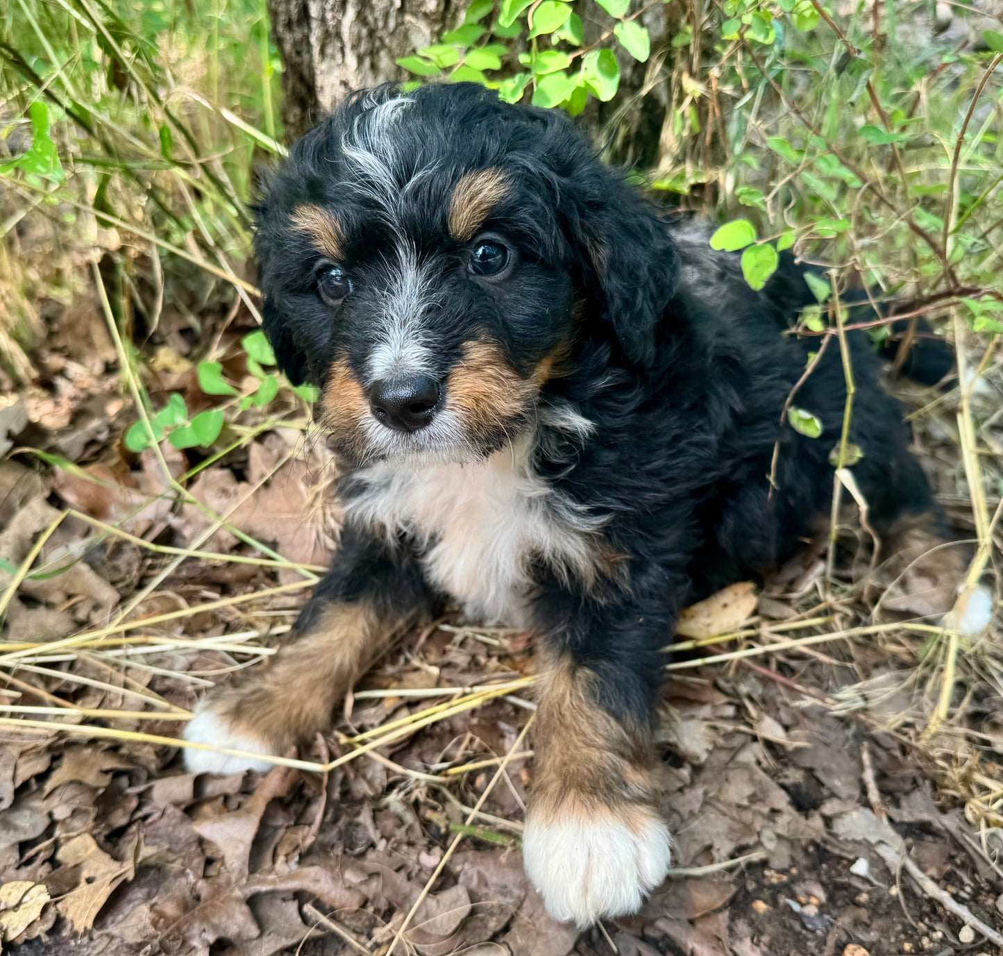 F1 mini Bernedoodle (male) “Ryan Bingham"